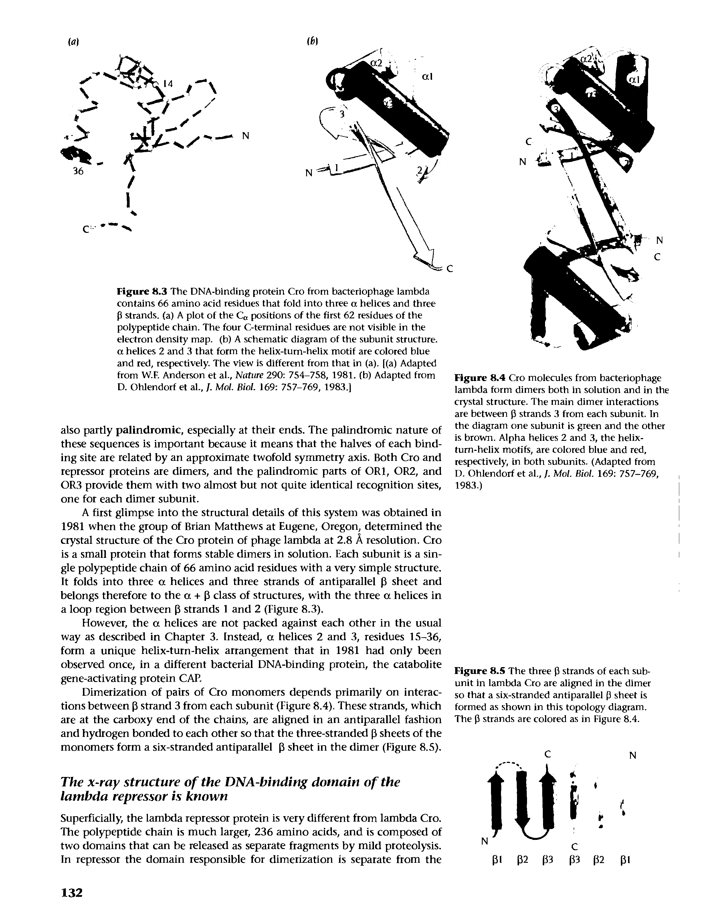 Figure 8.3 The DNA-binding protein Cro from bacteriophage lambda contains 66 amino acid residues that fold into three a helices and three P strands, (a) A plot of the Ca positions of the first 62 residues of the polypeptide chain. The four C-terminal residues are not visible in the electron density map. (b) A schematic diagram of the subunit structure. a helices 2 and 3 that form the helix-turn-helix motif ate colored blue and red, respectively. The view is different from that in (a), [(a) Adapted from W.F. Anderson et al., Nature 290 754-758, 1981. (b) Adapted from D. Ohlendorf et al., /. Mol. Biol. 169 757-769, 1983.]...