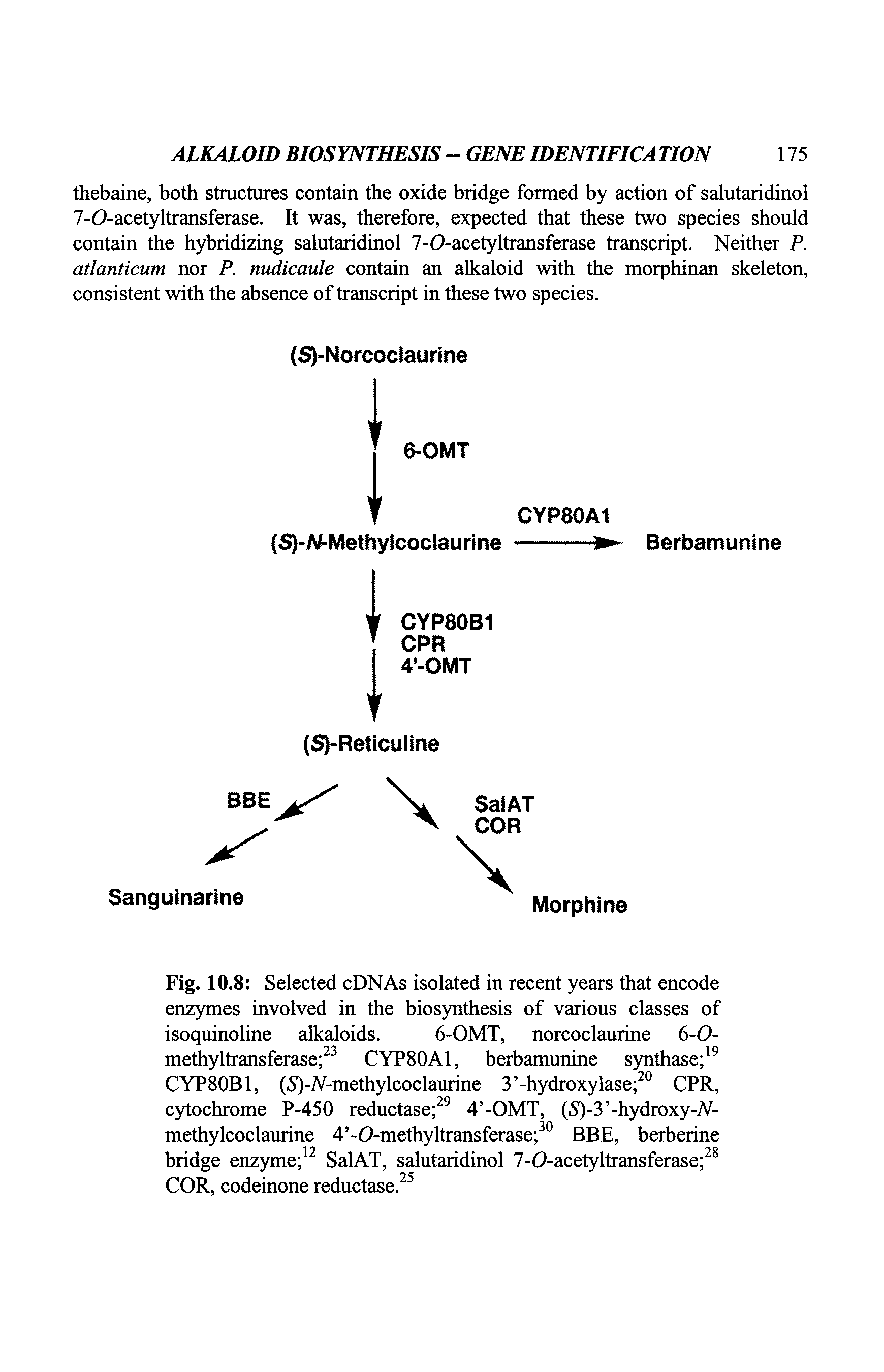 Fig. 10.8 Selected cDNAs isolated in recent years that encode enzymes involved in the biosynthesis of various classes of isoquinoline alkaloids. 6-OMT, norcoclaurine 6-0-methyltransferase 23 CYP80A1, berbamunine synthase 19 CYP80B1, (S)-A-methylcoclaurine 3 -hydroxylase 20 CPR, cytochrome P-450 reductase 29 4 -OMT, (5)-3 -hydroxy-A-methylcoclaurine 4 -0-methyltransferase 30 BBE, berberine bridge enzyme 12 SalAT, salutaridinol 7-O-acetyltransferase 28 COR, codeinone reductase.25...