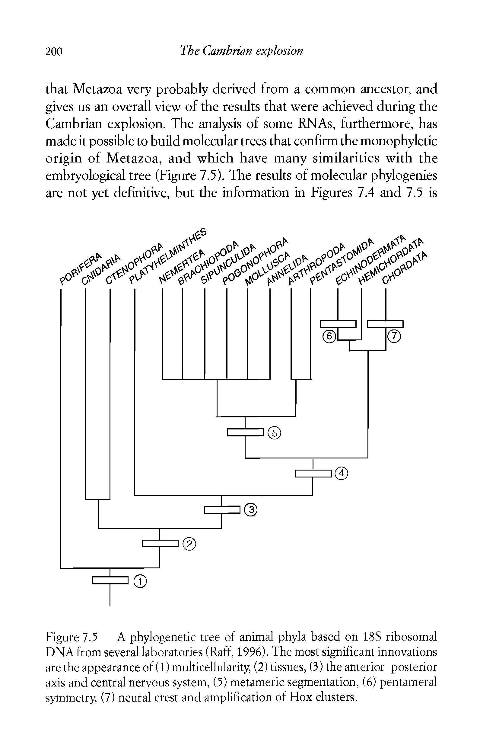 Figure 7.5 A phylogenetic tree of animal phyla based on 18S ribosomal DNA from several laboratories (Raff, 1996). The most significant innovations are the appearance of (1) multicellularity, (2) tissues, (3) the anterior-posterior axis and central nervous system, (5) metameric segmentation, (6) pentameral symmetry, (7) neural crest and amplification of Hox clusters.