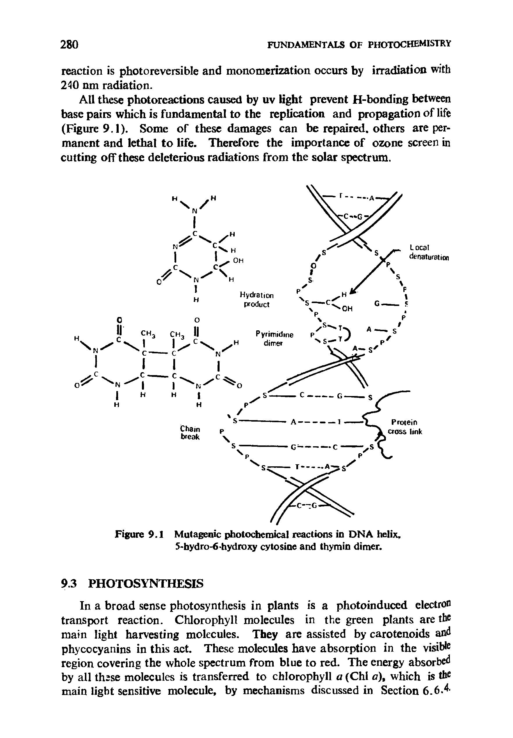 Figure 9.1 Mutagenic photochemical reactions in DNA helix, 5-hydro-6-hydroxy cytosine and thymin dimer.