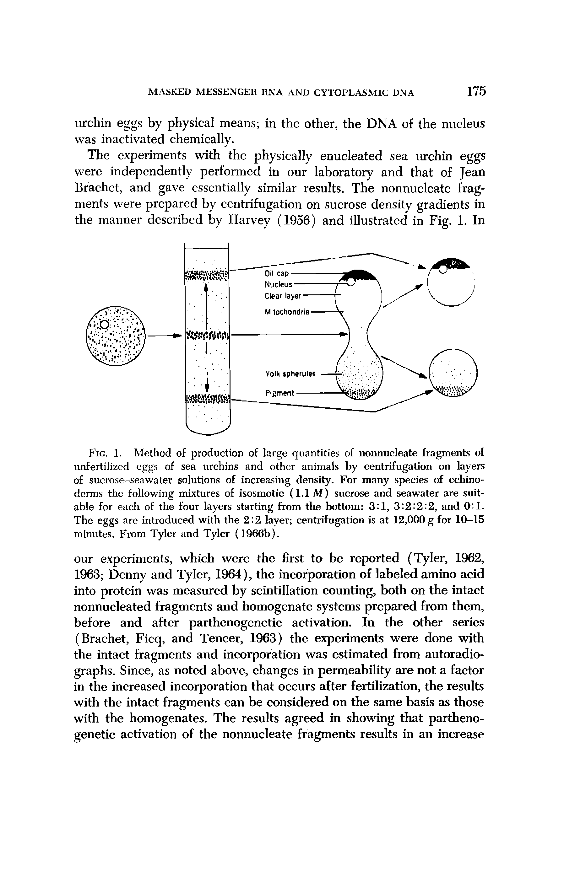 Fig. 1, Method of production of large quantities of nonnucleate fragments of unfertilized eggs of sea urchins and other animals by centrifugation on layers of sucrose-seawater solutions of increasing density. For many species of echino-deims the following mixtures of isosmotic (1.1 M) sucrose and seawater are suitable for each of the four layers starting from the bottom 3 1, 3 2 2 2, and 0 1. The eggs are introduced with the 2 2 layer centrifugation is at 12,000g for 10-15 minutes. From Tyler and Tyler (1966b). ...