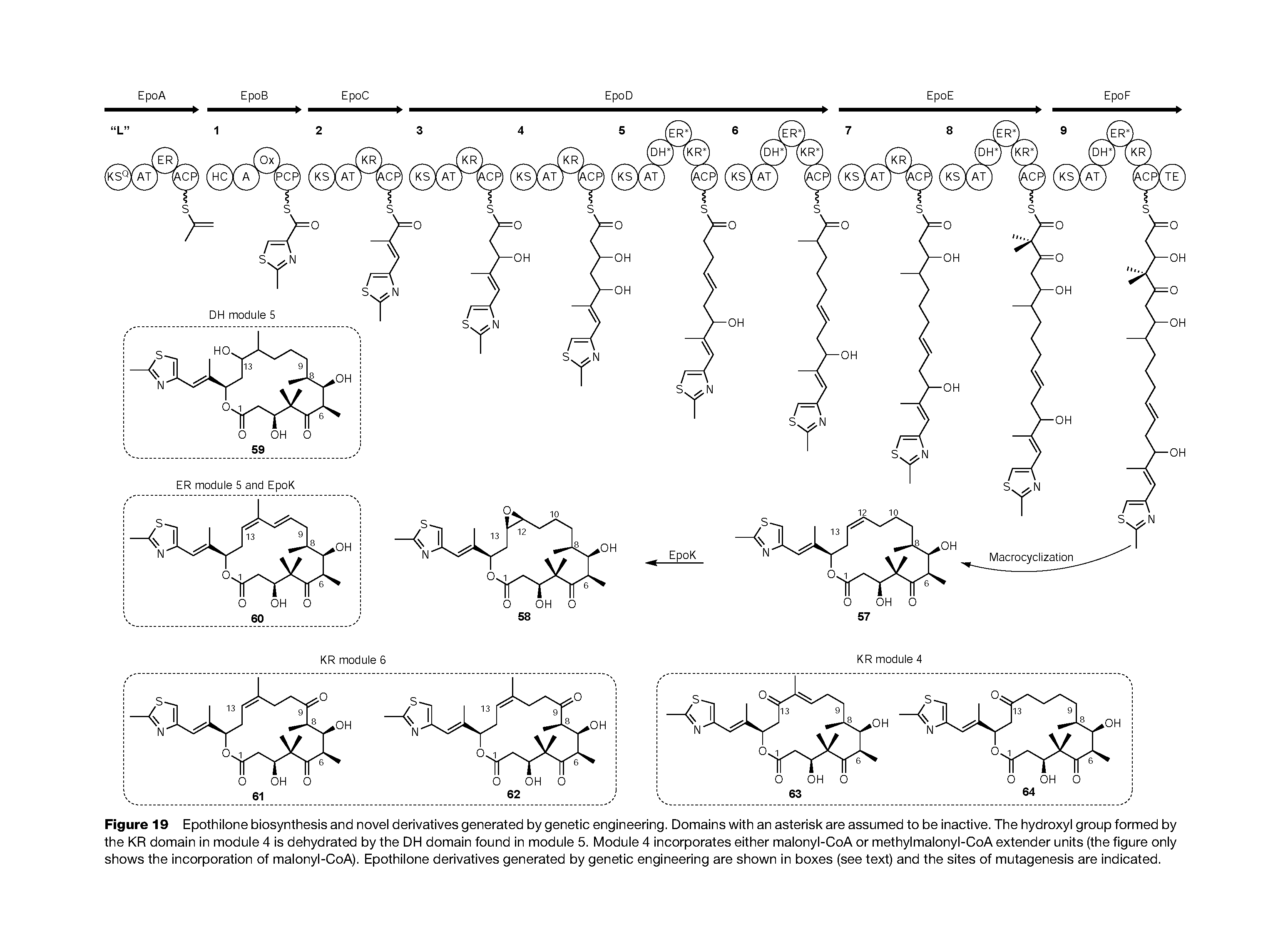 Figure 19 Epothilone biosynthesis and novel derivatives generated by genetic engineering. Domains with an asterisk are assumed to be inactive. The hydroxyl group formed by the KR domain in module 4 is dehydrated by the DH domain found in module 5. Module 4 incorporates either malonyl-CoA or methylmalonyl-CoA extender units (the figure only shows the incorporation of malonyl-CoA). Epothilone derivatives generated by genetic engineering are shown in boxes (see text) and the sites of mutagenesis are indicated.