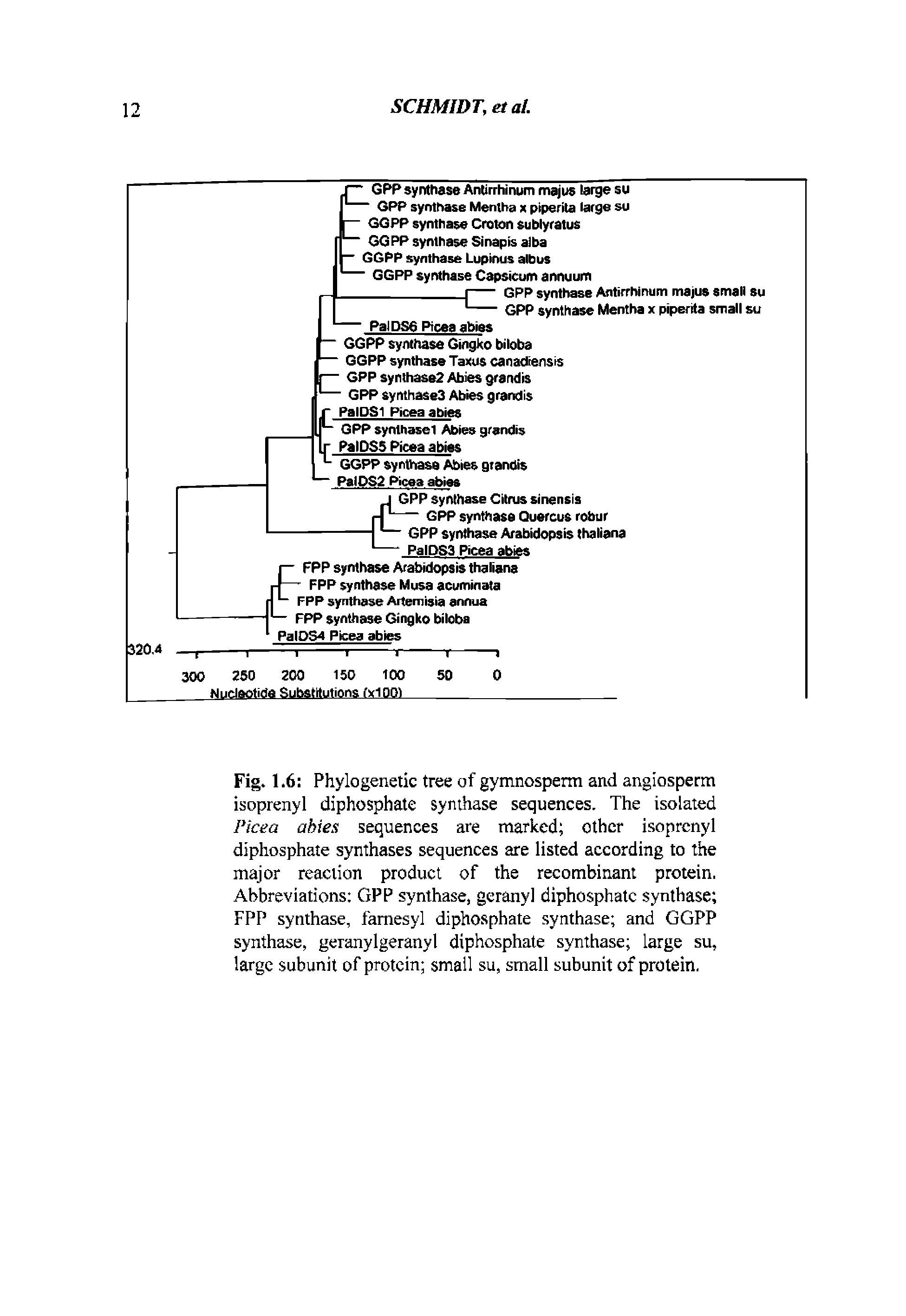 Fig. 1.6 Phylogenetic tree of gymnosperm and angiosperm isoprenyl diphosphate synthase sequences. The isolated Picea ahies sequences are marked other isoprcnyl diphosphate synthases sequences are listed according to the major reaction product of the recombinant protein. Abbreviations GPP synthase, geranyl diphosphate synthase FPP synthase, famesyl diphosphate synthase and GGPP synthase, geranyl geranyl diphosphate synthase large su, large subunit of protein small su, small subunit of protein.