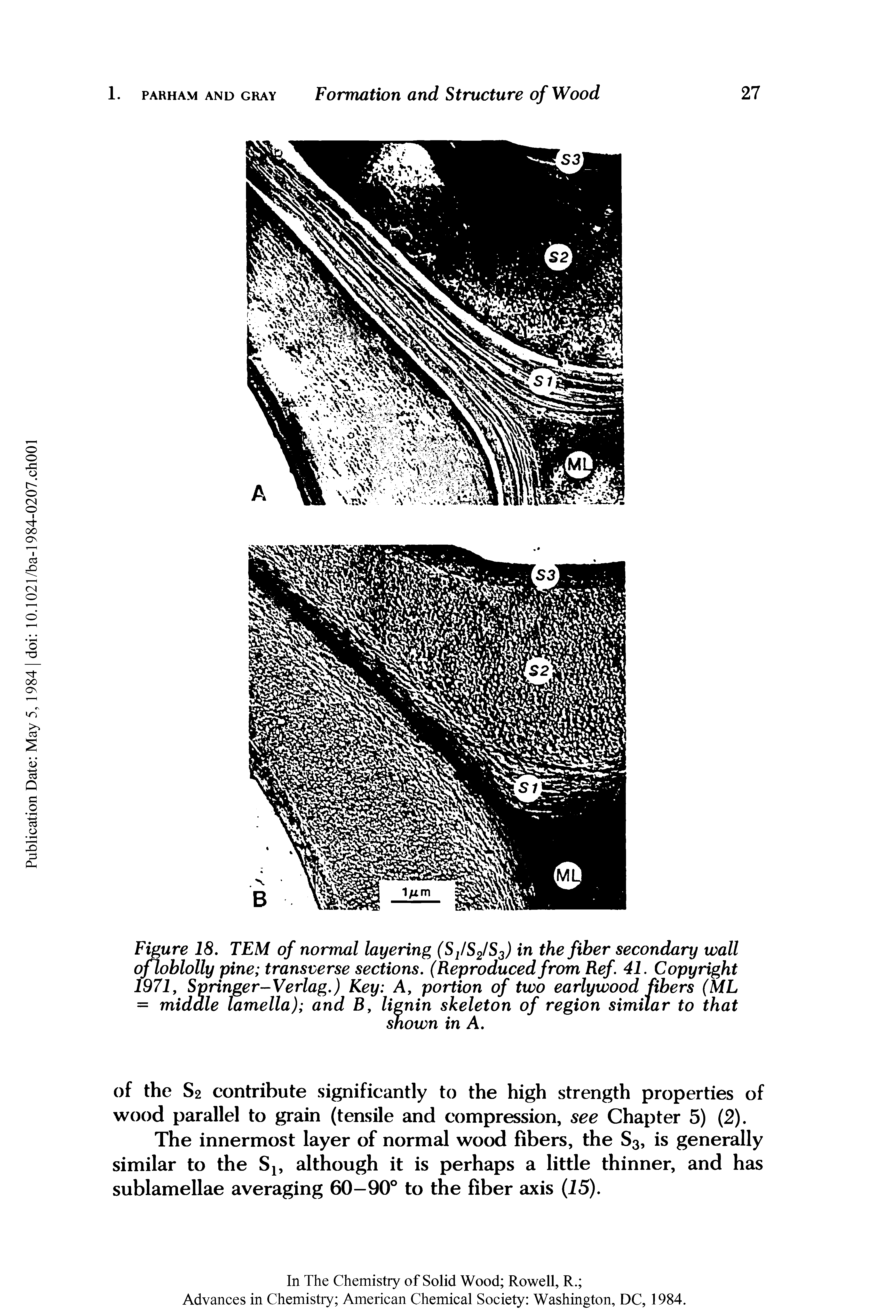Figure 18. TEM of normal layering (SfSJS ) in the fiber secondary wall ofloblolly pine transverse sections. (Reproducedfrom Ref 41. Copyright 1971, Springer-Verlag.) Key A, portion of two earlywood fibers (ML = middle lamella) and B, lignin skeleton of region simitar to that...