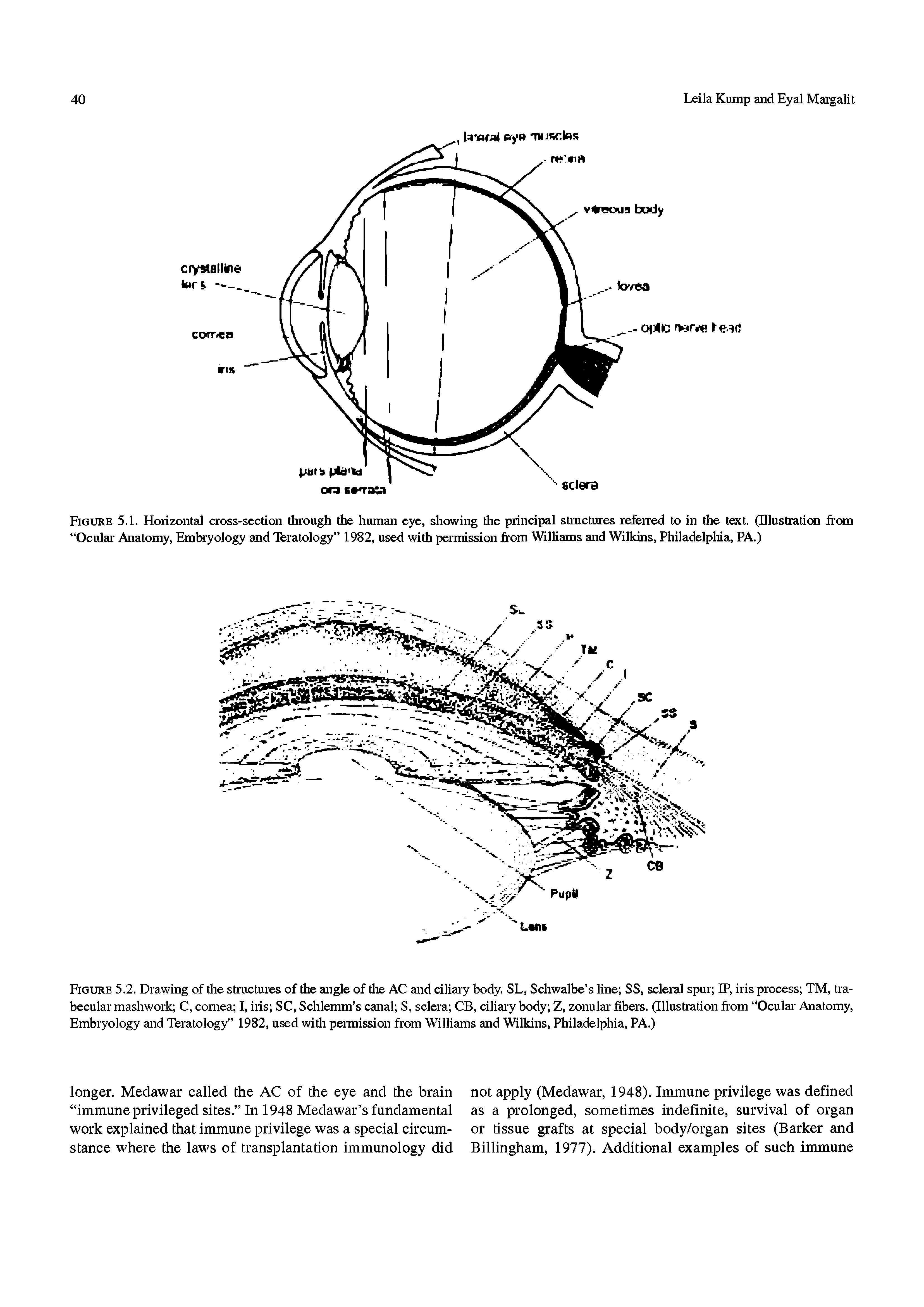 Figure 5.2. Drawing of tlie stiuctures of tlie angle of tlie AC and ciliary body. SL, Schwalbe s line SS, scleral spur IP, iris process TM, Ua-becular mashwork C, cornea I, iris SC, Schlemm s canal S, sclera CB, ciliar y body Z, zonular- fibers. (IllusUation from Ocular- Anatomy, Embryology and Teratology 1982, used witli permission from Williams and Wilkins, Philadelphia, PA.)...