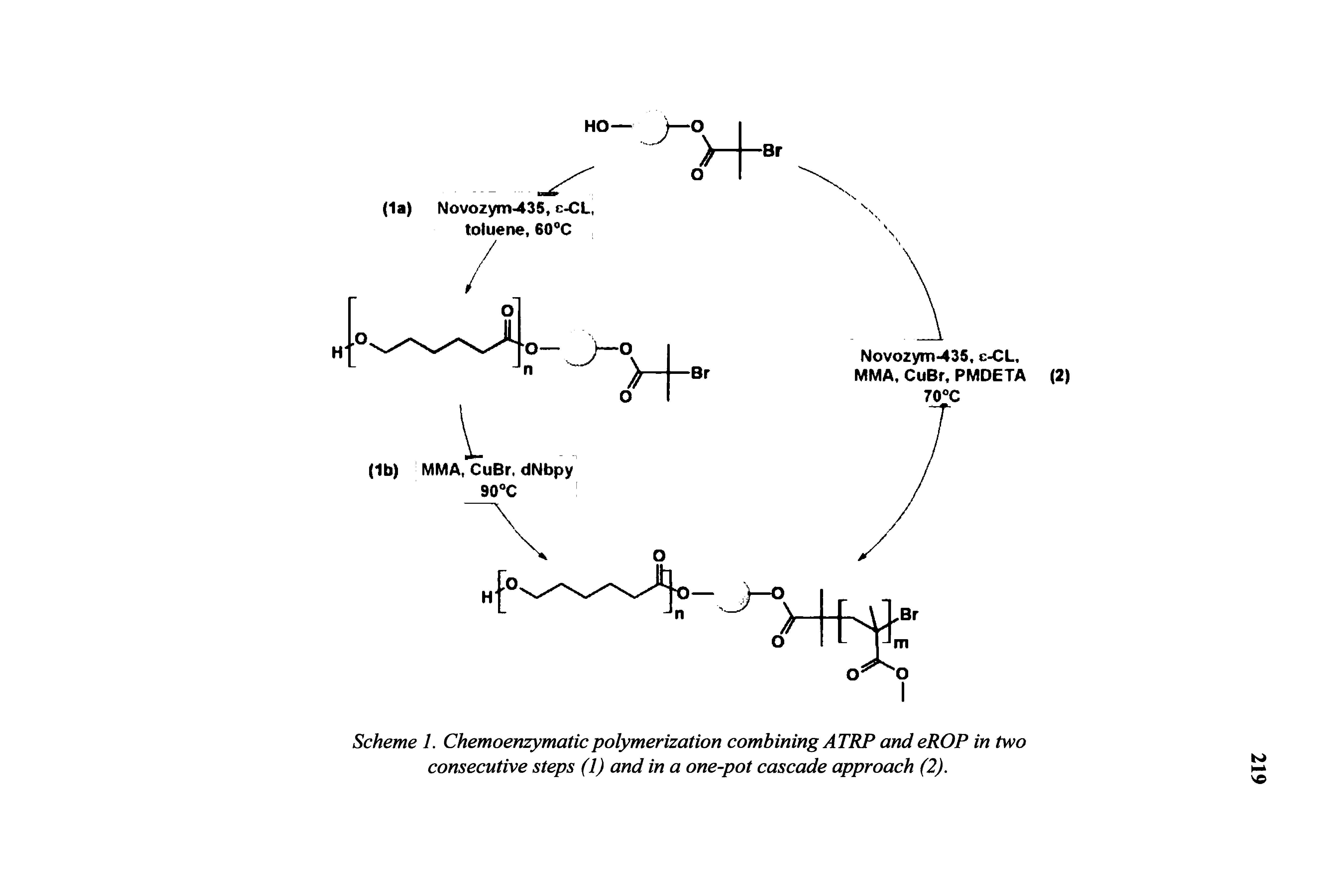 Scheme 1. Chemoenzymaticpolymerization combining ATRP and eROP in two consecutive steps (1) and in a one-pot cascade approach (2).