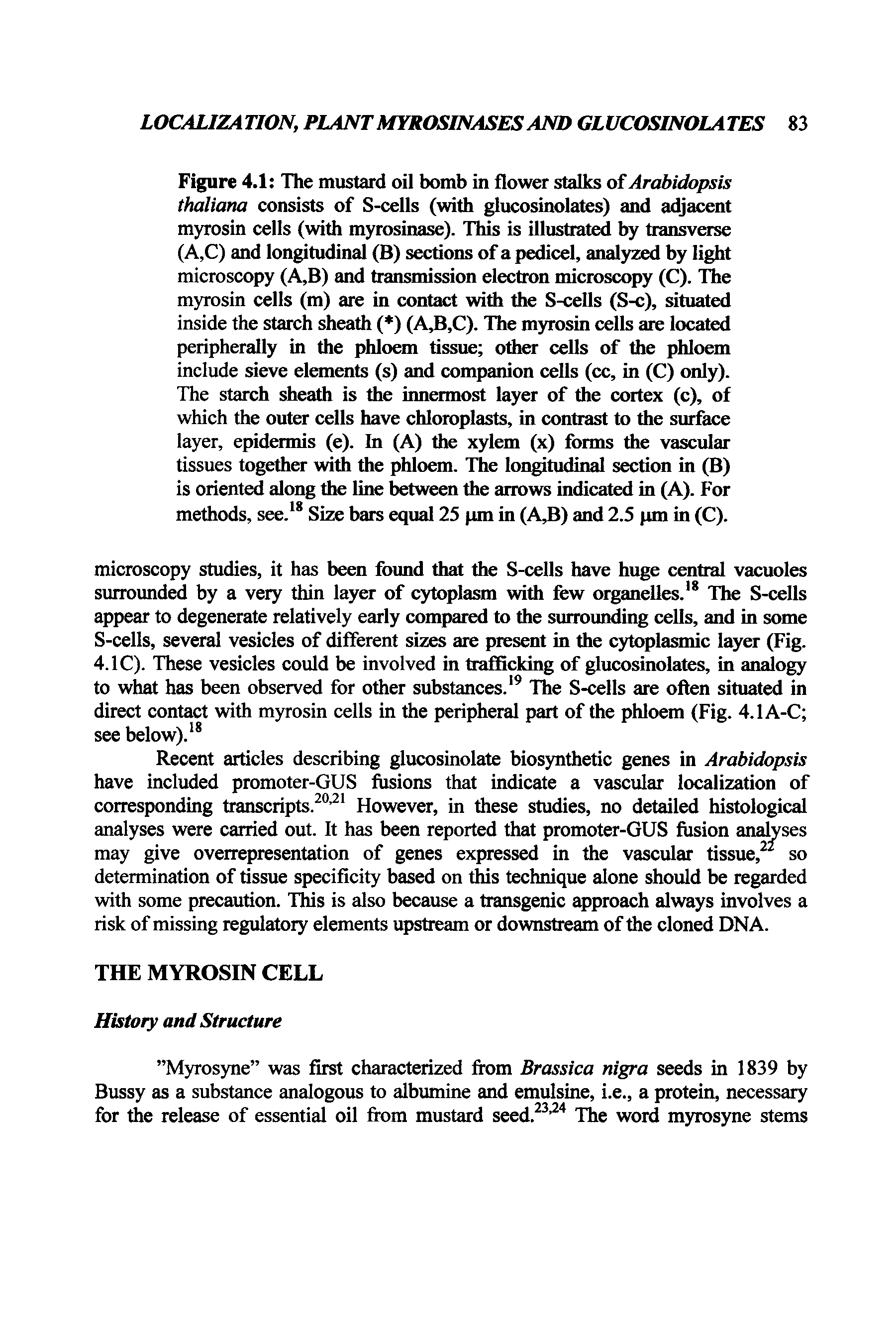 Figure 4.1 The mustard oil bomb in flower stalks of Arabidopsis thaliana consists of S-cells (with glucosinolates) and adjacent myrosin cells (with myrosinase). This is illustrated by transverse (A,C) and longitudinal (B) sections of a pedicel, analyzed by light microscopy (A,B) and transmission electron microscopy (C). The myrosin cells (m) are in contact with the S-cells (S-c), situated inside the starch sheath ( ) (A,B,C). The myrosin cells are located peripherally in the phloem tissue other cells of the phloem include sieve elements (s) and companion cells (cc, in (C) only).