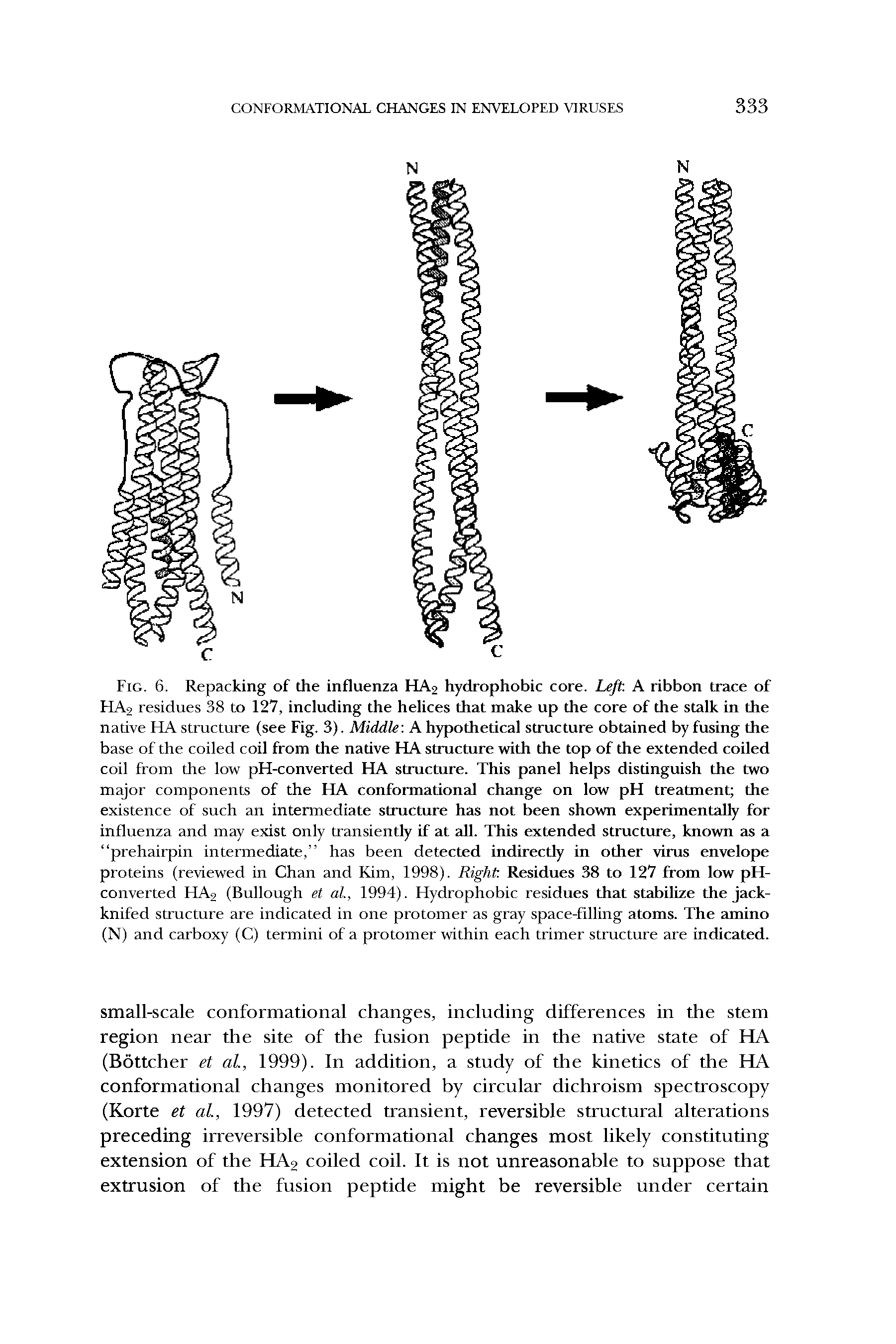 Fig. 6. Repacking of the influenza HA2 hydrophobic core. Left. A ribbon trace of HA2 residues 38 to 127, including the helices that make up the core of the stalk in the native HA structure (see Fig. 3). Middle A hypothetical structure obtained by fusing the base of the coiled coil from the native HA structure with the top of the extended coiled coil from the low pH-converted HA structure. This panel helps distinguish the two major components of the HA conformational change on low pH treatment the existence of such an intermediate structure has not been shovm experimentally for influenza and may exist only transiently if at all. This extended structure, known as a prehairpin intermediate, has been detected indirectly in other virus envelope proteins (reviewed in Chan and Kim, 1998). Right Residues 38 to 127 from low pH-converted HA2 (Bullough et al, 1994). Hydrophobic residues that stabilize the jackknifed structure are indicated in one protomer as gray space-filling atoms. The amino (N) and carboxy (C) termini of a protomer within each trimer structure are indicated.