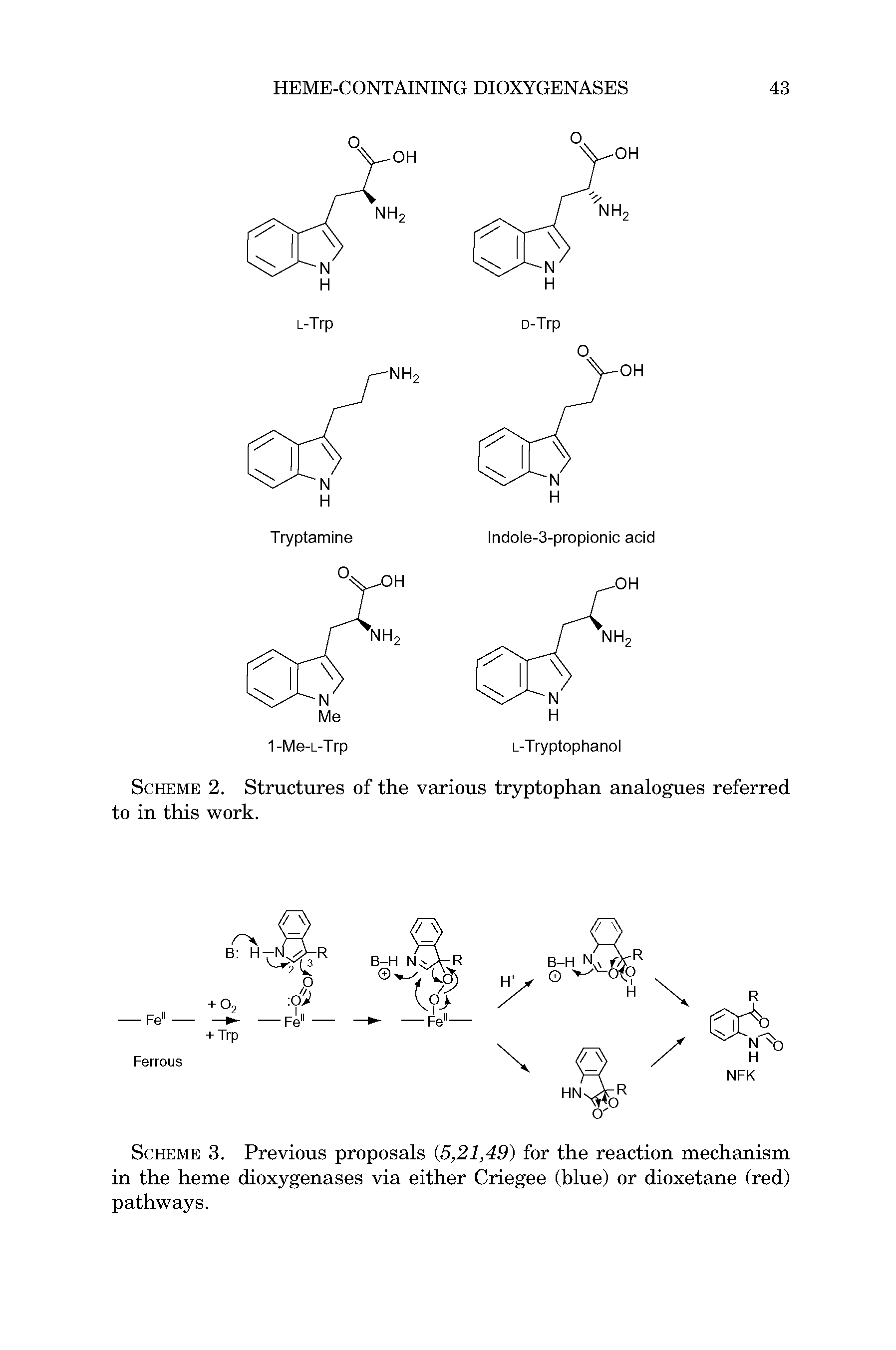 Scheme 2. Structures of the various tryptophan analogues referred to in this work.
