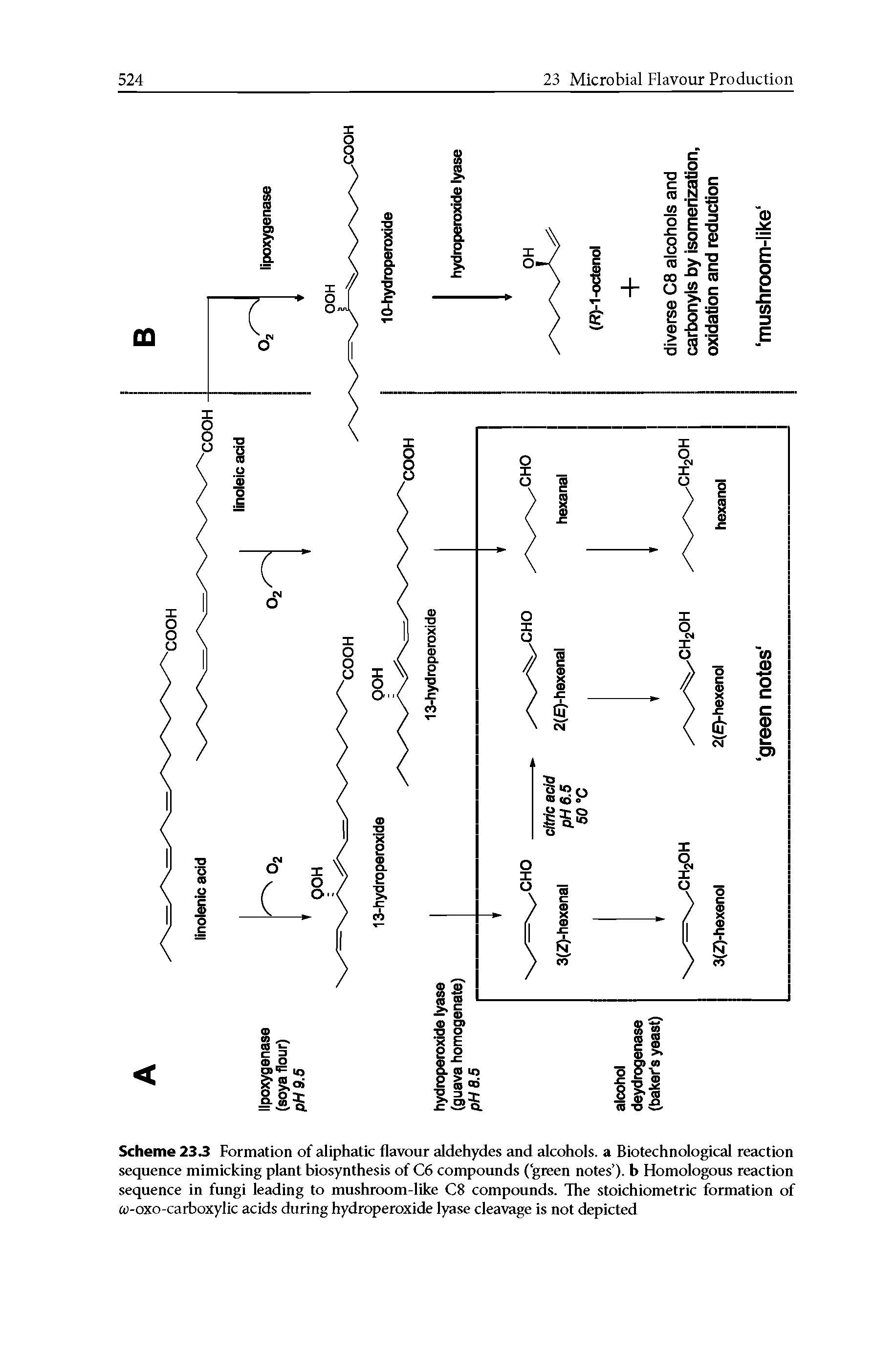 Scheme 233 Formation of aliphatic flavour aldehydes and alcohols, a Biotechnological reaction sequence mimicking plant biosynthesis of C6 compounds (green notes ), b HomologoiK reaction sequence in fimgi leading to mushroom-like C8 compounds. The stoichiometric formation of w-oxo-carboxylic acids during hydroperoxide lyase cleavage is not depicted...