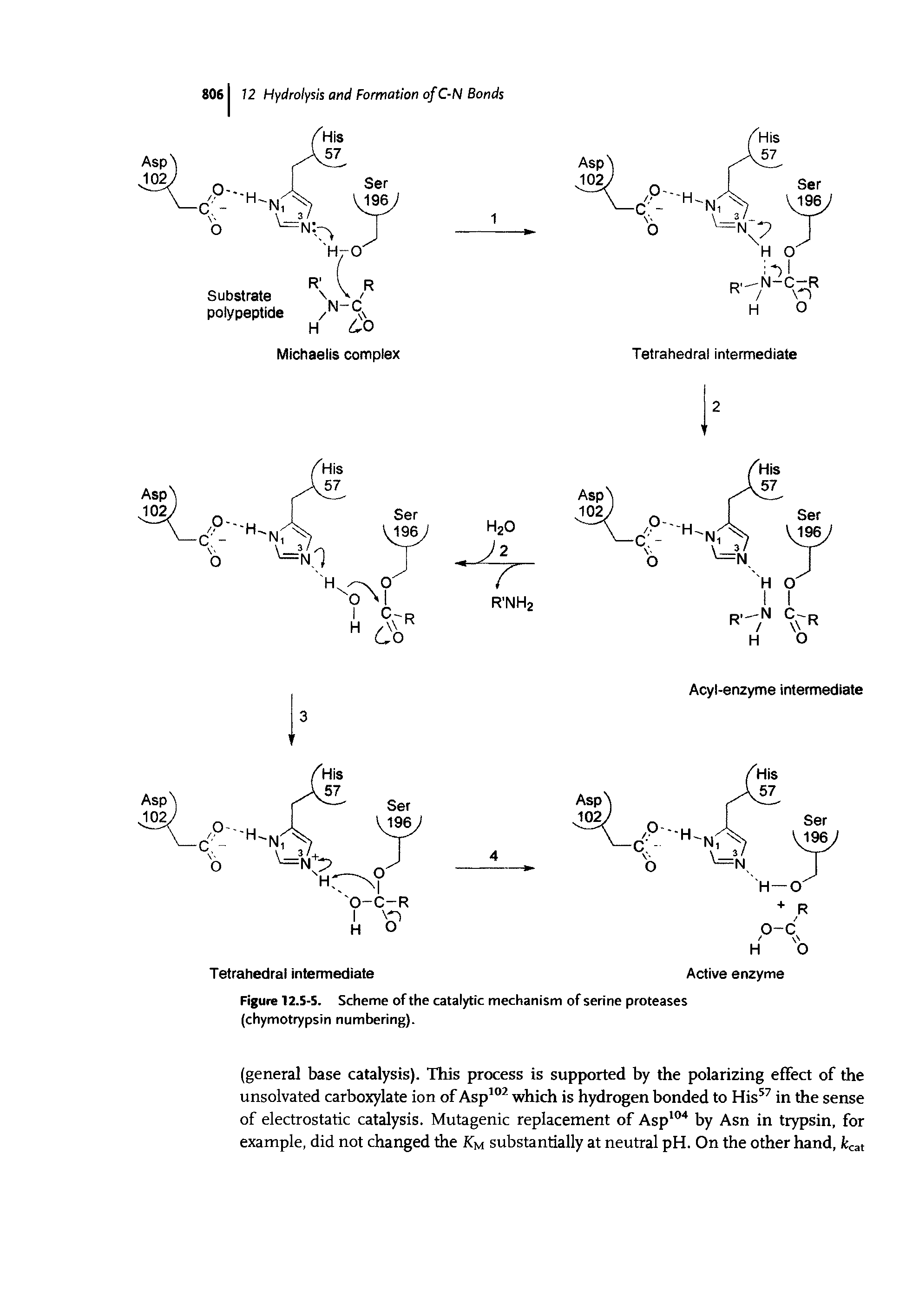 Figure 12.S-S. Scheme of the catalytic mechanism of serine proteases (chymotrypsin numbering).