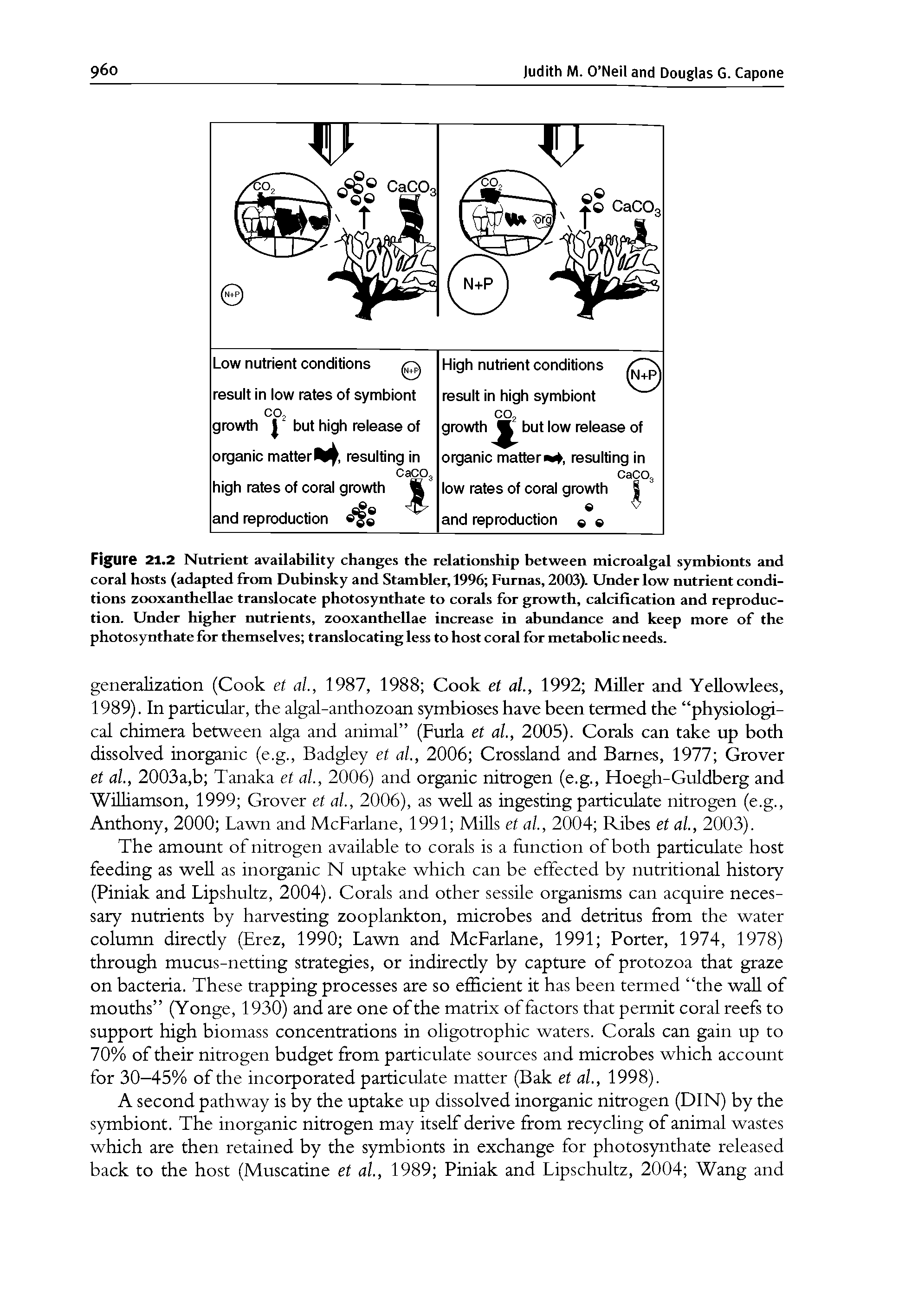 Figure 21.2 Nutrient availability changes the relationship between tnicroalgal symbionts and coral hosts (adapted from Dubinsky and Stambler, 1996 Furnas, 2003). Under low nutrient conditions zooxanthellae translocate photosynthate to corals for growth, calcification and reproduction. Under higher nutrients, zooxanthellae increase in abundance and keep more of the photosynthate for themselves translocating less to host coral for metabolic needs.