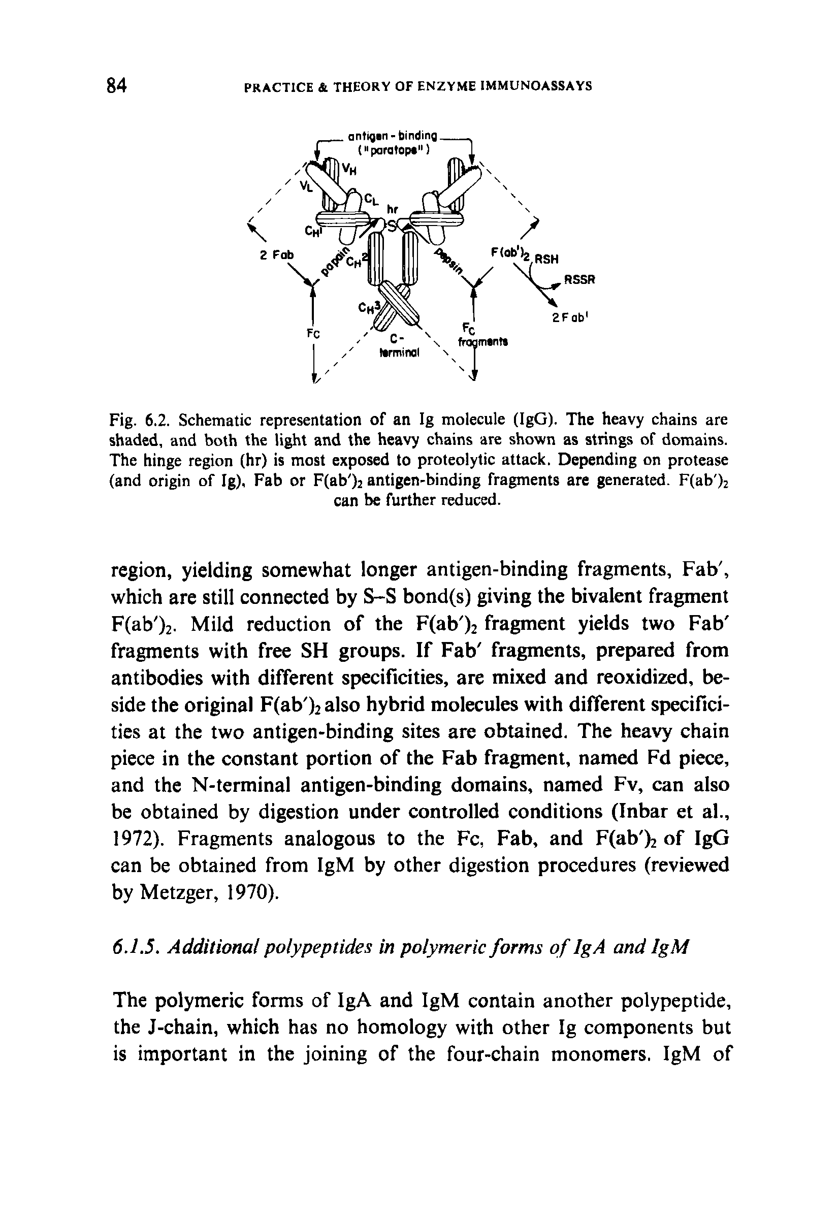 Fig. 6.2. Schematic representation of an Ig molecule (IgG). The heavy chains are shaded, and both the light and the heavy chains are shown as strings of domains. The hinge region (hr) is most exposed to proteolytic attack. Depending on protease (and origin of Ig), Fab or F(ab )2 antigen-binding fragments are generated. F(ab )2 can be further reduced.