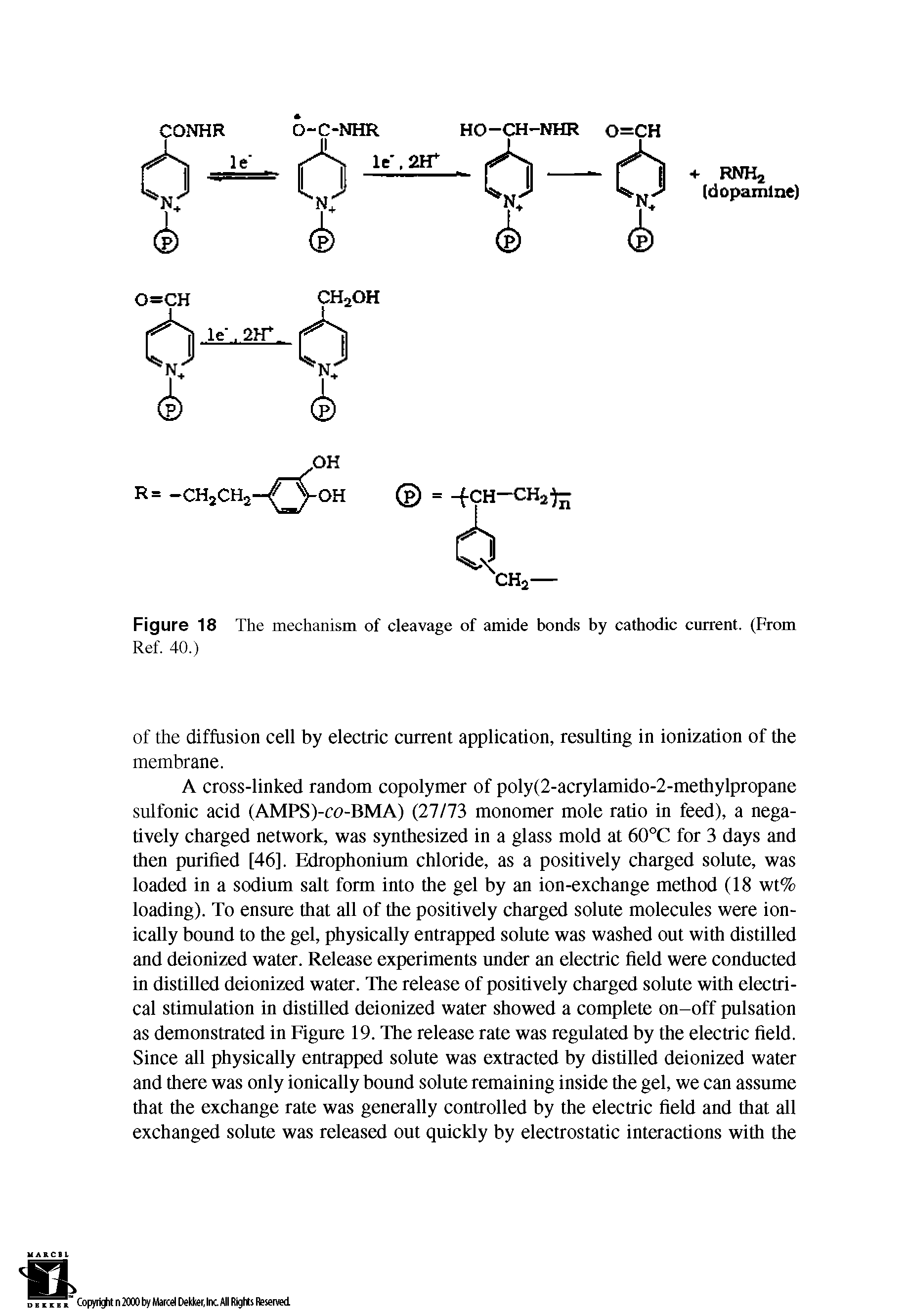 Figure 18 The mechanism of cleavage of amide bonds by cathodic current. (From Ref. 40.)...