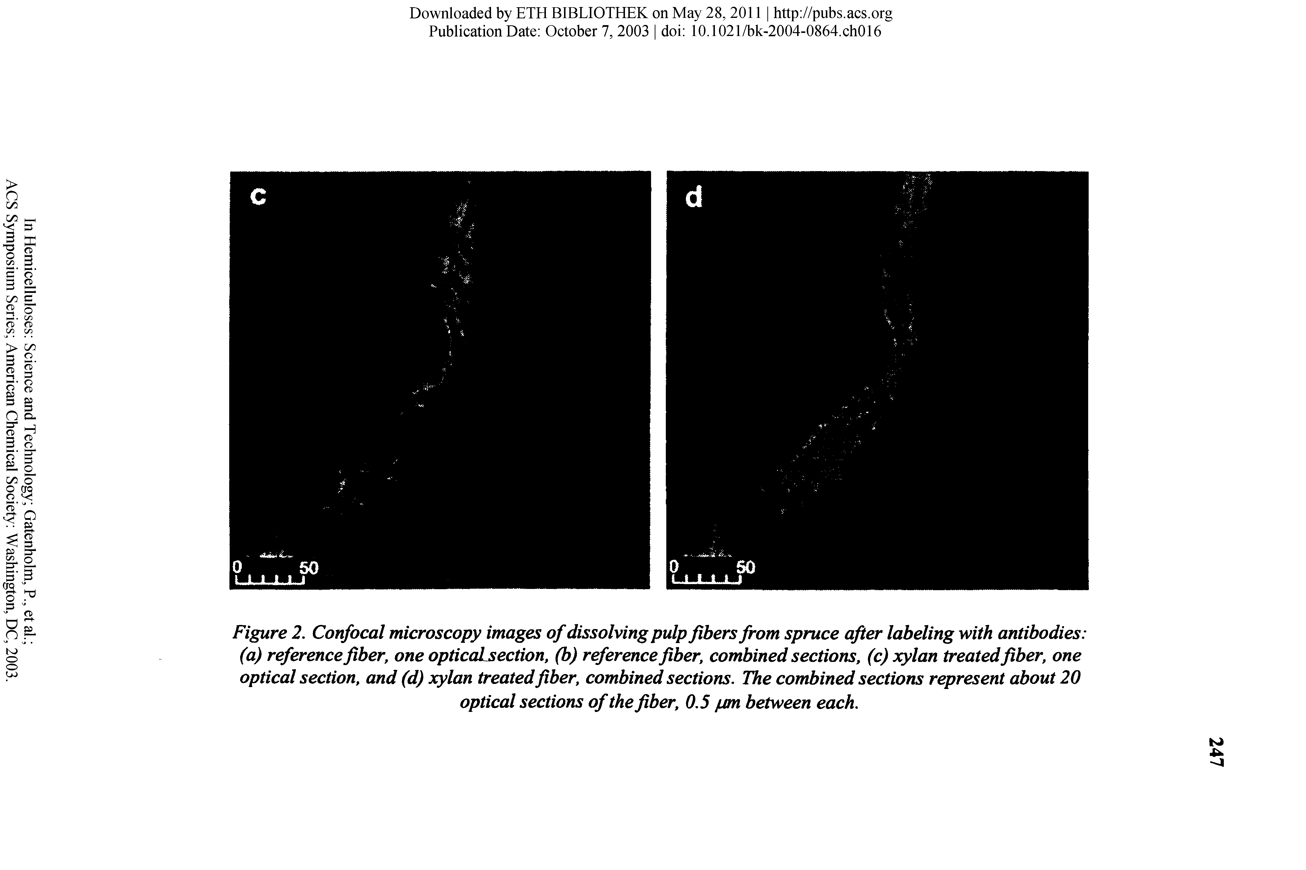 Figure 2. Confocal microscopy images of dissolving pulp fibers from spruce after labeling with antibodies (a) reference fiber, one opticaLsection, (b) reference fiber, combined sections, (c) xylan treatedfiber, one optical section, and (d) xylan treated fiber, combined sections. The combined sections represent about 20...