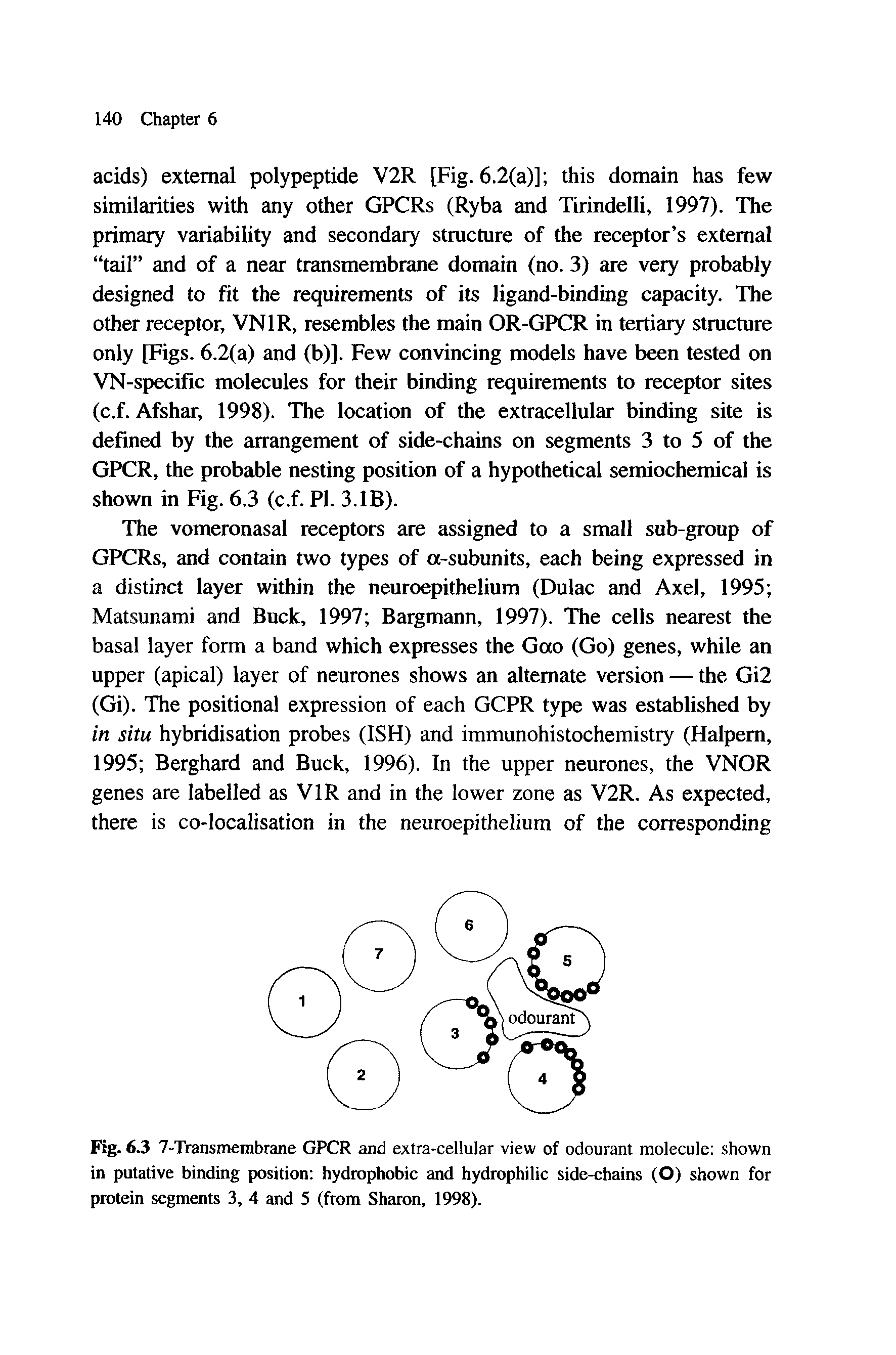 Fig. 6.3 7-Transmembrane GPCR and extra-cellular view of odourant molecule shown in putative binding position hydrophobic and hydrophilic side-chains (O) shown for protein segments 3, 4 and 5 (from Sharon, 1998).