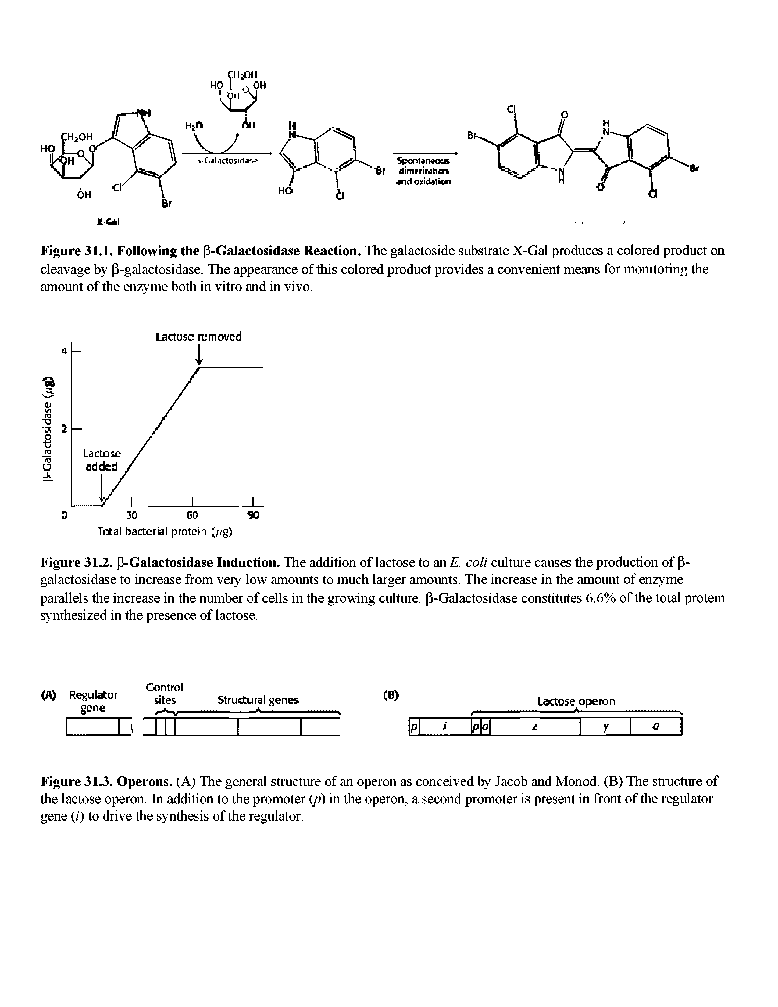 Figure 31.2. P-Galactosidase Induction. The addition of lactose to an E. coli culture causes the production of P-galactosidase to increase from very low amounts to much larger amounts. The increase in the amount of enzyme parallels the increase in the number of cells in the growing culture. P-Galactosidase constitutes 6.6% of the total protein synthesized in the presence of lactose.