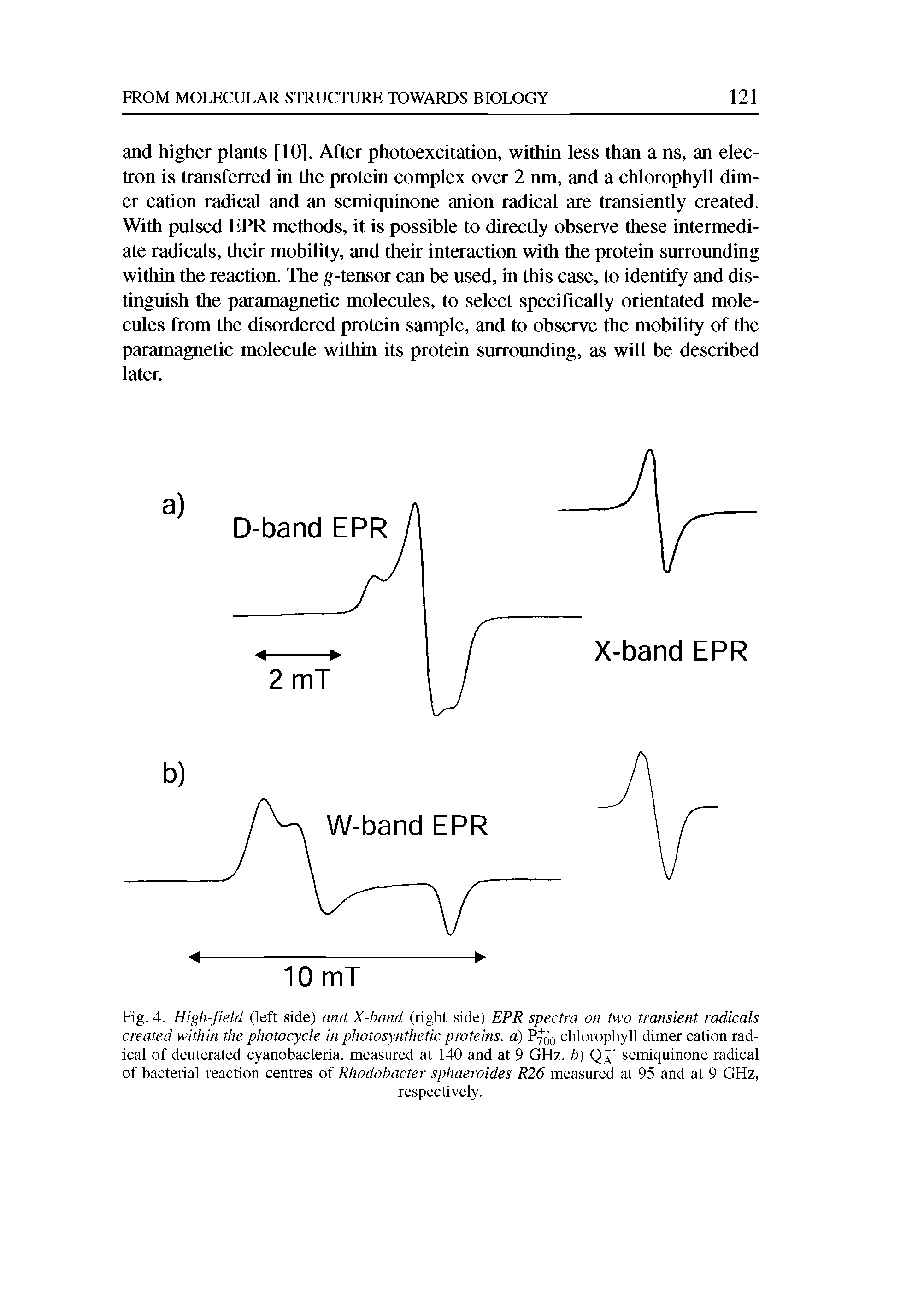 Fig. 4. High-field (left side) and X-band (right side) EPR spectra on two transient radicals created within the photocycle in photosynthetic proteins, a) P ) chlorophyll dimer cation radical of deuterated cyanobacteria, measured at 140 and at 9 GHz. b) Q semiquinone radical of bacterial reaction centres of Rhodobacter sphaeroides R26 measured at 95 and at 9 GHz,...