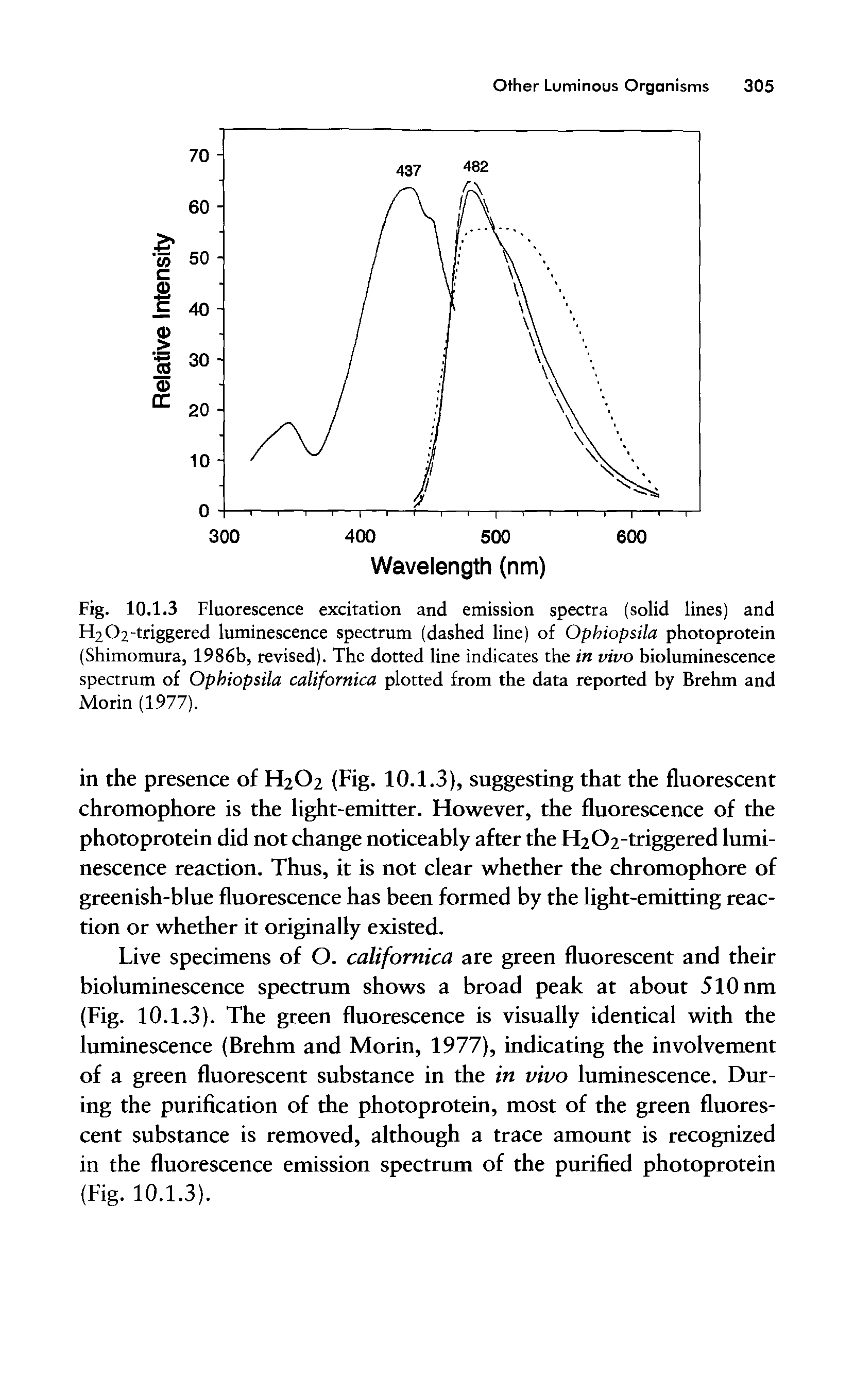 Fig. 10.1.3 Fluorescence excitation and emission spectra (solid lines) and H2O2-triggered luminescence spectrum (dashed line) of Ophiopsila photoprotein (Shimomura, 1986b, revised). The dotted line indicates the in vivo bioluminescence spectrum of Ophiopsila californica plotted from the data reported by Brehm and Morin (1977).