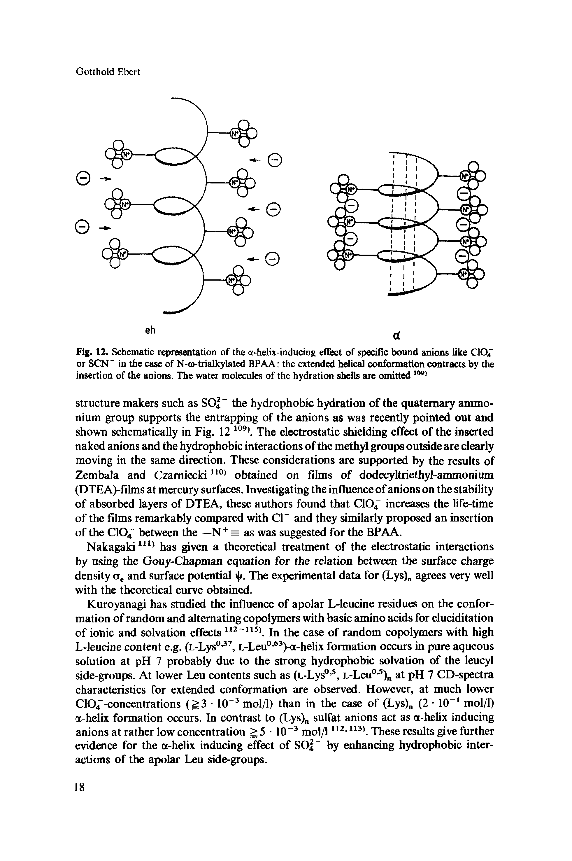 Fig. 12. Schematic representation of the a-helix-inducing effect of specific bound anions like CIO4 or SCN" in the case of N-co-trialkylaled BPAA the extended helical conformation contracts by the insertion of the anions. The water molecules of the hydration shells are omitted 1091...