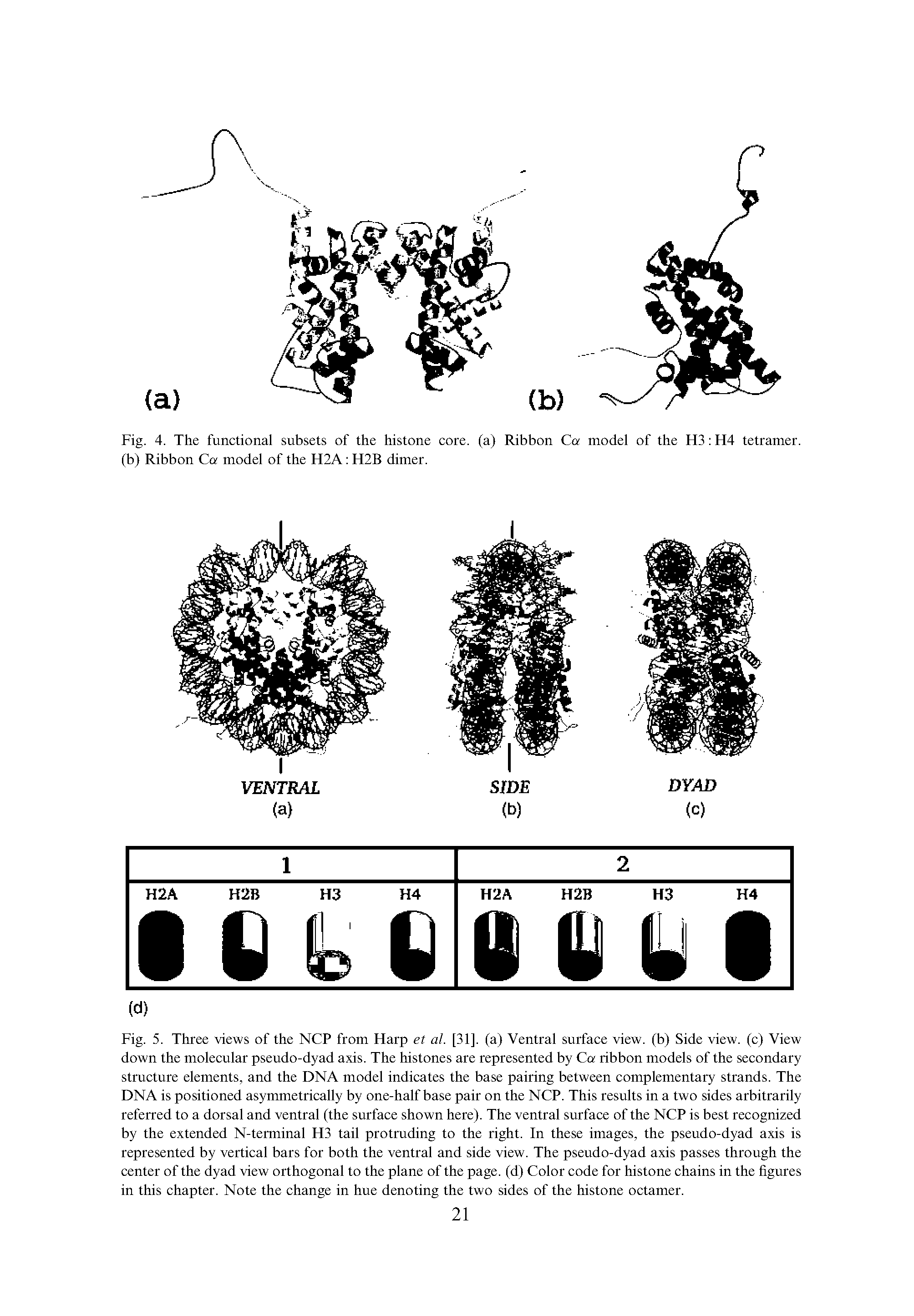 Fig. 5. Three views of the NCP from Harp et al. [31]. (a) Ventral surface view, (b) Side view, (c) View down the molecular pseudo-dyad axis. The histones are represented by Ca ribbon models of the secondary structure elements, and the DNA model indicates the base pairing between complementary strands. The DNA is positioned asymmetrically by one-half base pair on the NCP. This results in a two sides arbitrarily referred to a dorsal and ventral (the surface shown here). The ventral surface of the NCP is best recognized by the extended N-terminal H3 tail protruding to the right. In these images, the pseudo-dyad axis is represented by vertical bars for both the ventral and side view. The pseudo-dyad axis passes through the center of the dyad view orthogonal to the plane of the page, (d) Color code for histone chains in the figures in this chapter. Note the change in hue denoting the two sides of the histone octamer.