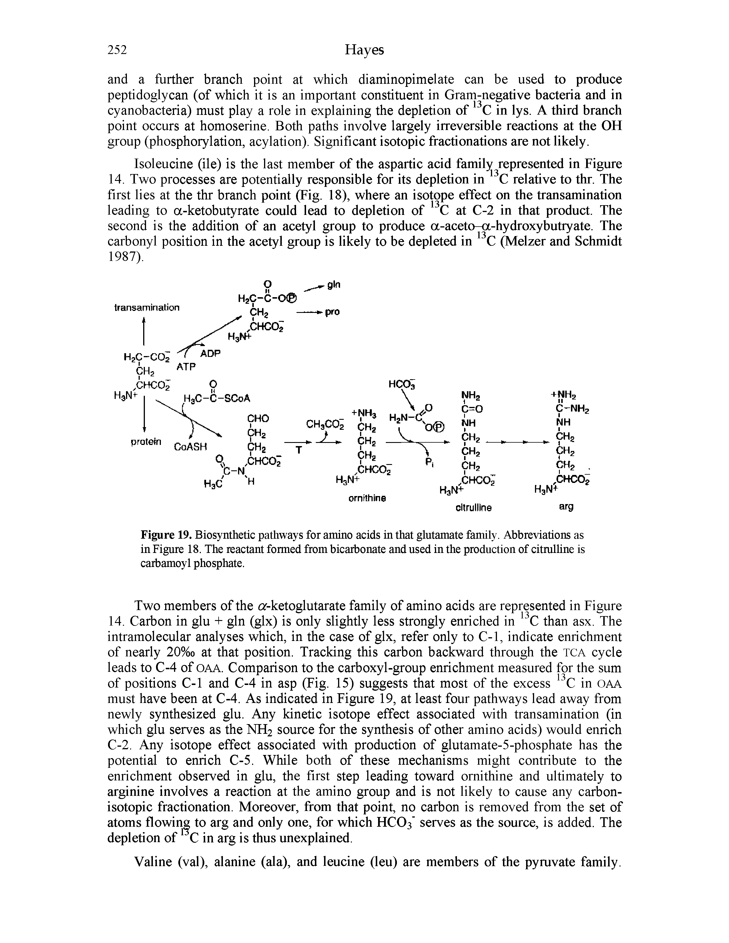 Figure 19. Biosynthetic pathways for amino acids in that glutamate family. Abbreviations as in Figure 18. The reactant formed from bicarbonate and used in the production of citmlline is carbamoyl phosphate.