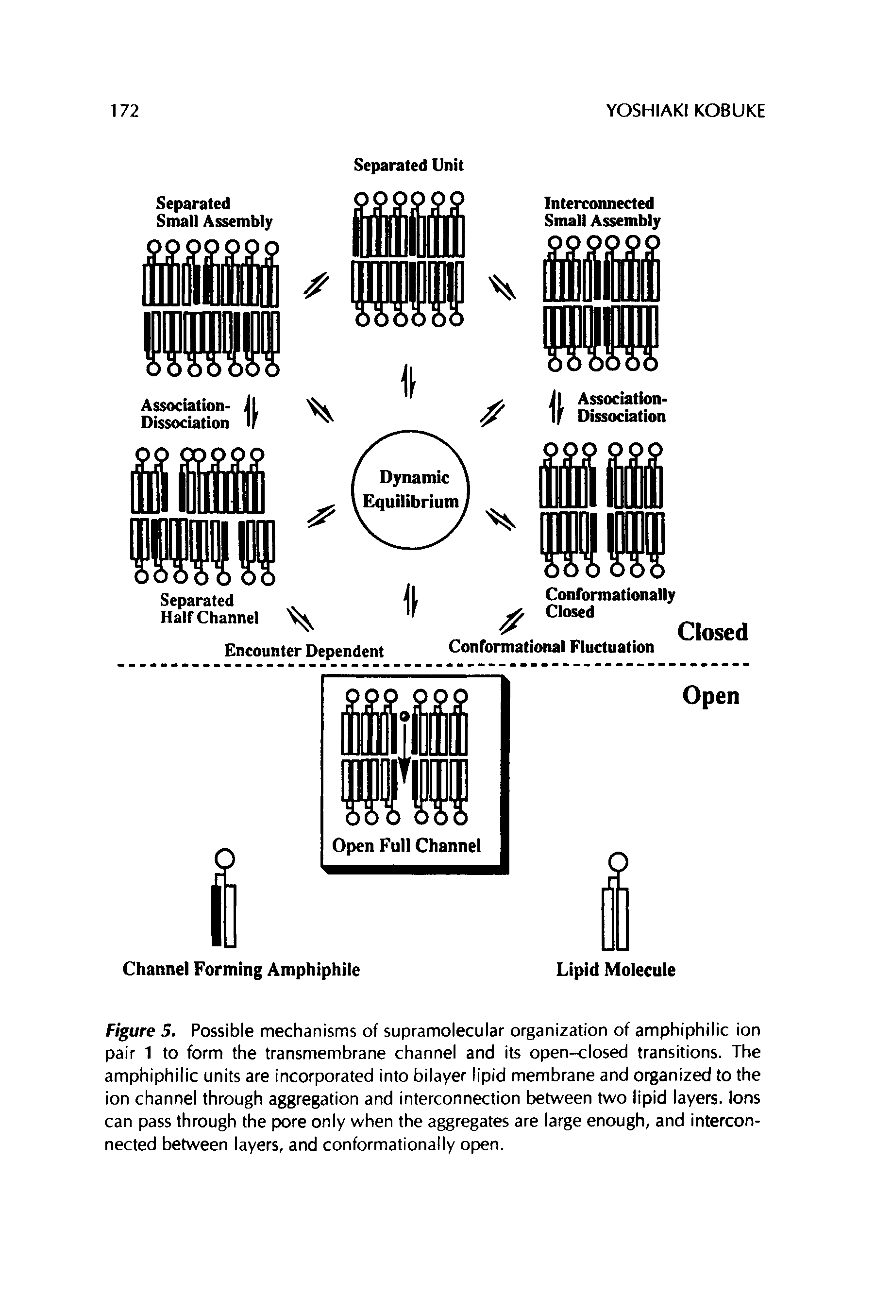 Figure 5. Possible mechanisms of supramolecular organization of amphiphilic ion pair 1 to form the transmembrane channel and its open-closed transitions. The amphiphilic units are incorporated into bilayer lipid membrane and organized to the ion channel through aggregation and interconnection between two lipid layers. Ions can pass through the pore only when the aggregates are large enough, and interconnected between layers, and conformationally open.