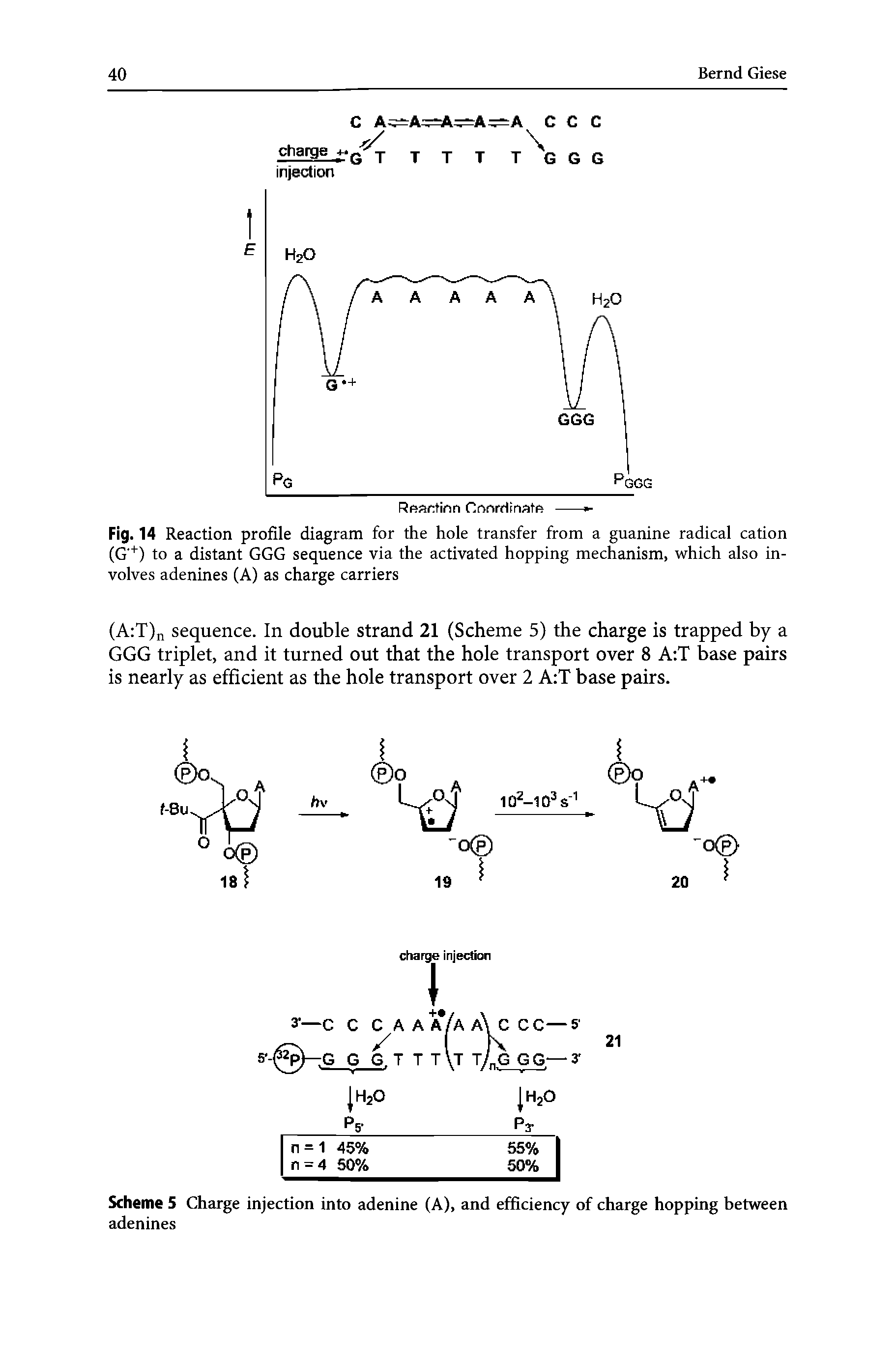 Scheme 5 Charge injection into adenine (A), and efficiency of charge hopping between adenines...