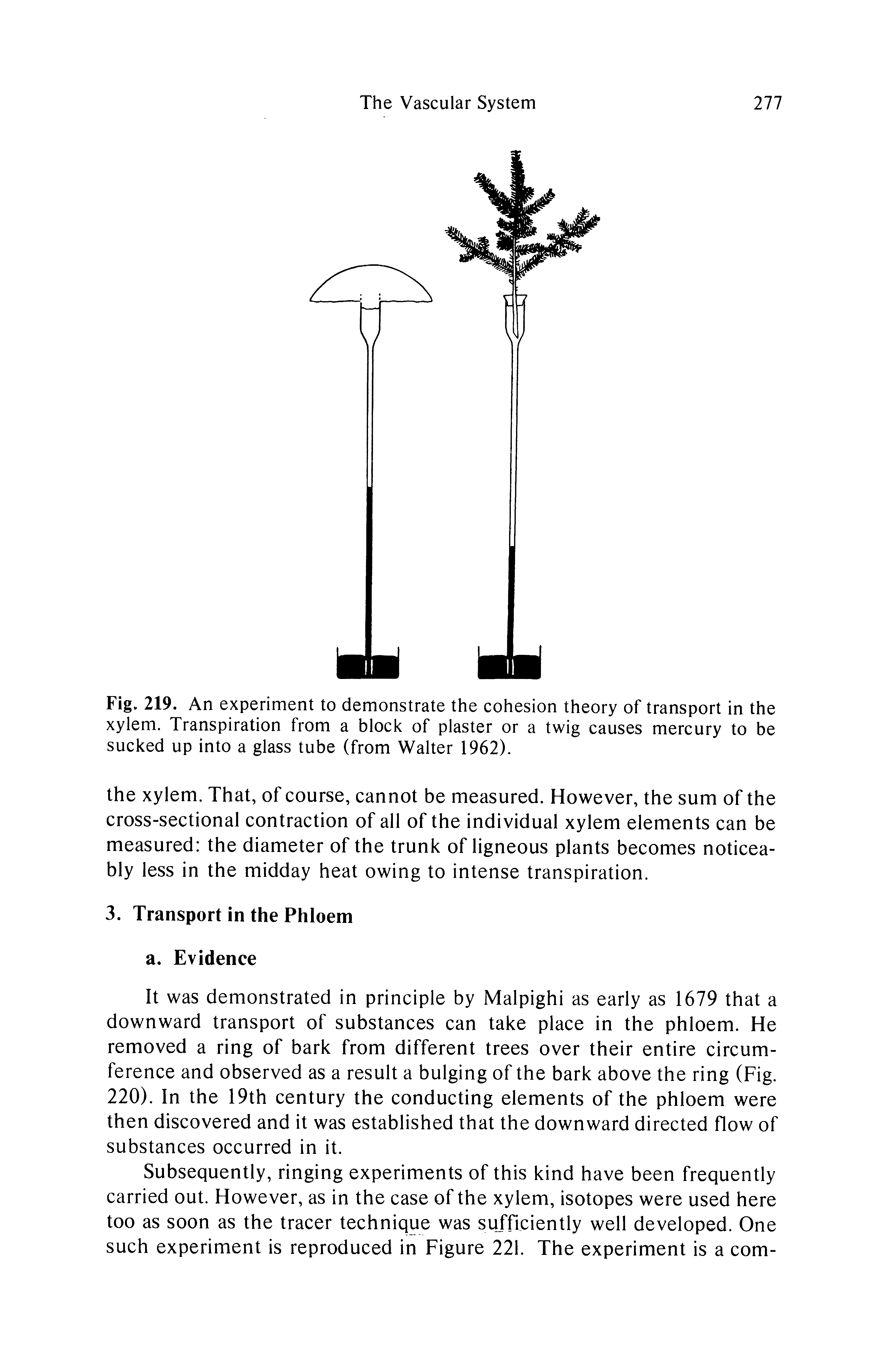 Fig. 219. An experiment to demonstrate the cohesion theory of transport in the xylem. Transpiration from a block of plaster or a twig causes mercury to be sucked up into a glass tube (from Walter 1962).