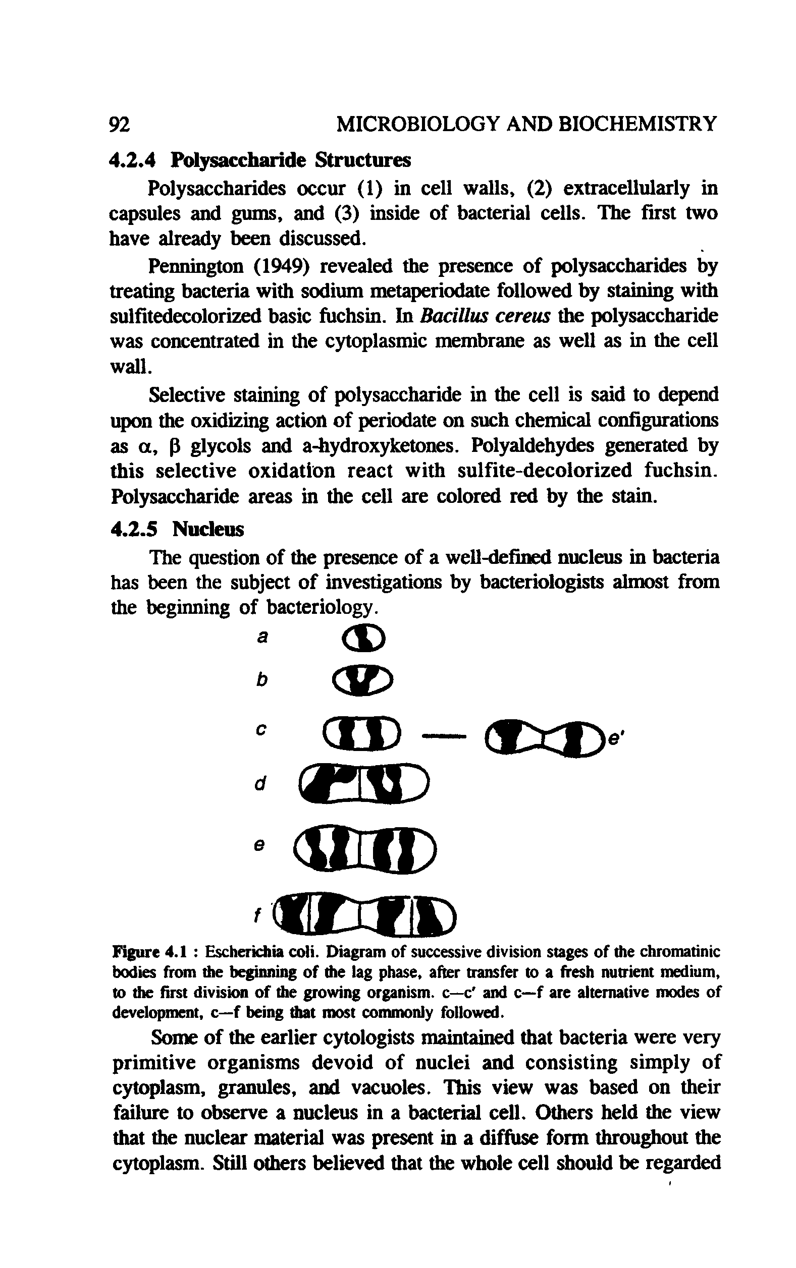 Figure 4.1 Escherichia coli. Diagram of successive division stages of the chromatinic bodies from the beginning of the lag phase, after transfer to a fresh nutrient medium, to the first division of the growing organism, c—c and c—f are alternative modes of development, c—f being that most commonly followed.