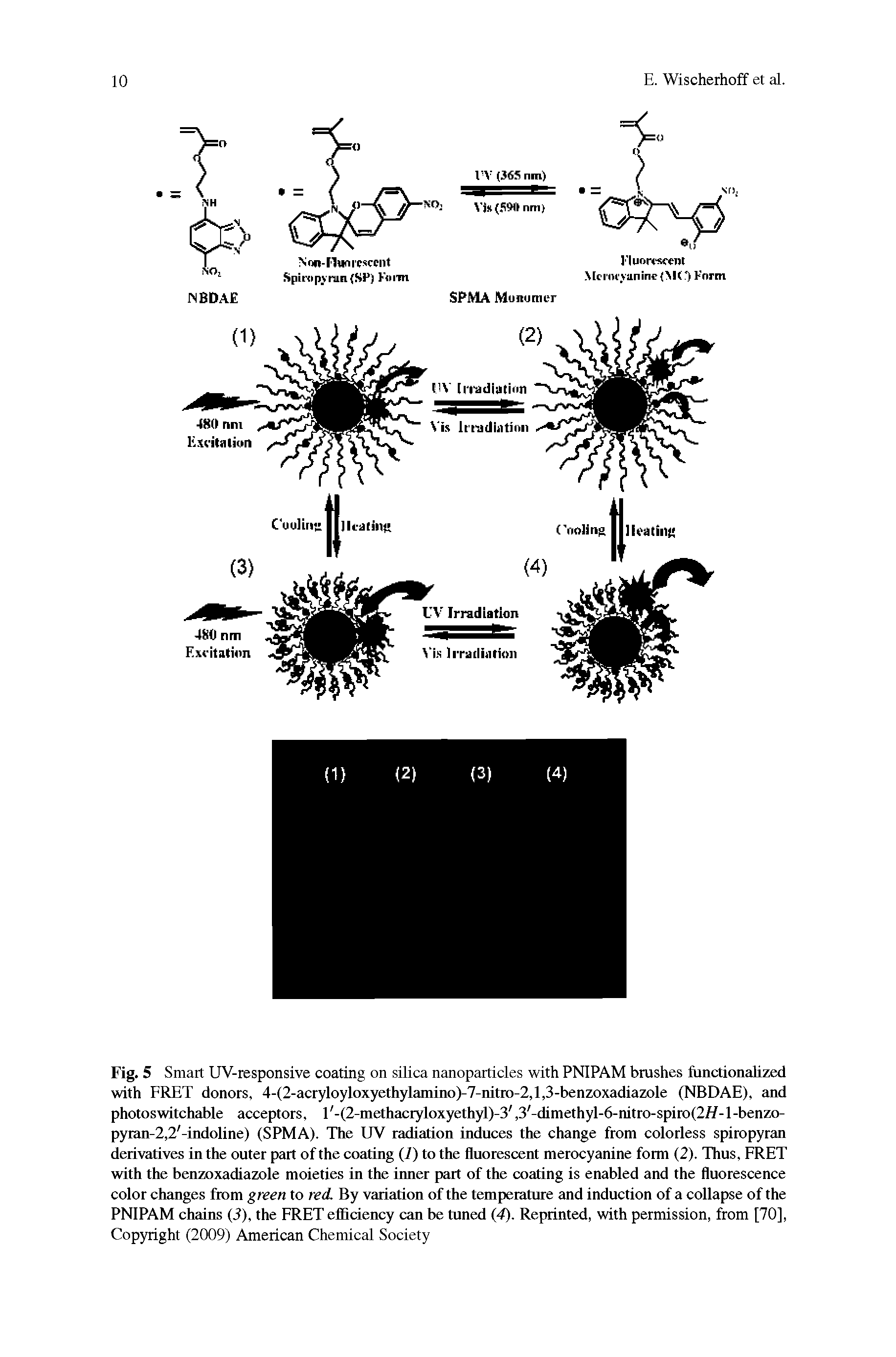 Fig. 5 Smart UV-responsive coating on silica nanoparticles with PNIPAM brushes functionalized with FRET donors, 4-(2-acryloyloxyethylamino)-7-nitro-2,l,3-benzoxadiazole (NBDAE), and photoswitchable acceptors, l -(2-methacryloxyethyl)-3, 3 -dimethyl-6-nitro-spiro(2//-l-benzo-pyran-2,2 -indoline) (SPMA). The UV radiation induces the change from colorless spiropyran derivatives in the outer part of the coating (7) to the fluorescent merocyanine form (2). Thus, FRET with the benzoxadiazole moieties in the inner part of the coating is enabled and the fluorescence color changes from green to red. By variation of the temperature and induction of a collapse of the PNIPAM chains (3), the FRET efficiency can be tuned (4). Reprinted, with permission, from [70], Copyright (2009) American Chemical Society...