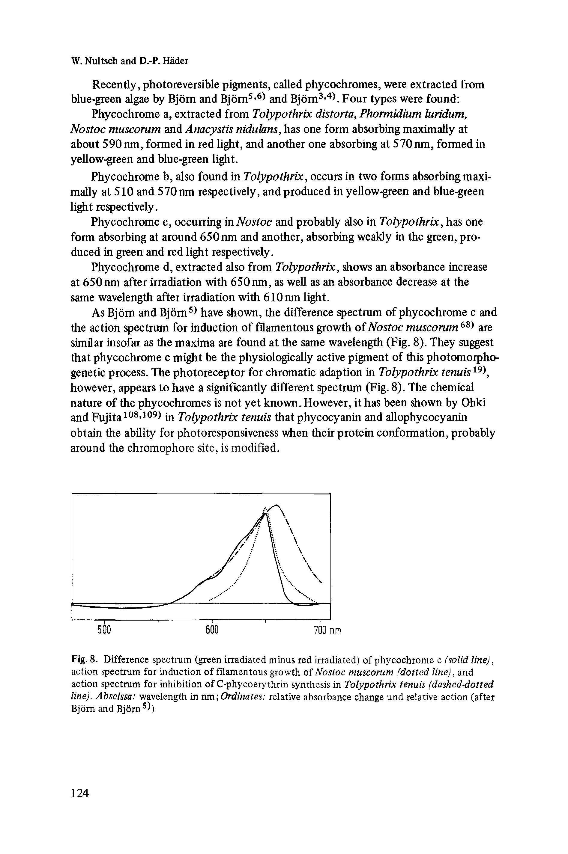 Fig. 8. Difference spectrum (green irradiated minus red irradiated) of phycochrome c (solid line), action spectrum for induction of filamentous growth of Nostoc muscorum (dotted line), and action spectrum for inhibition of C-phycoerythrin synthesis in Tolypothrix tenuis (dashed-dotted line). Abscissa wavelength in nm Ordinates relative absorbance change und relative action (after Bjorn and Bjorn 5))...