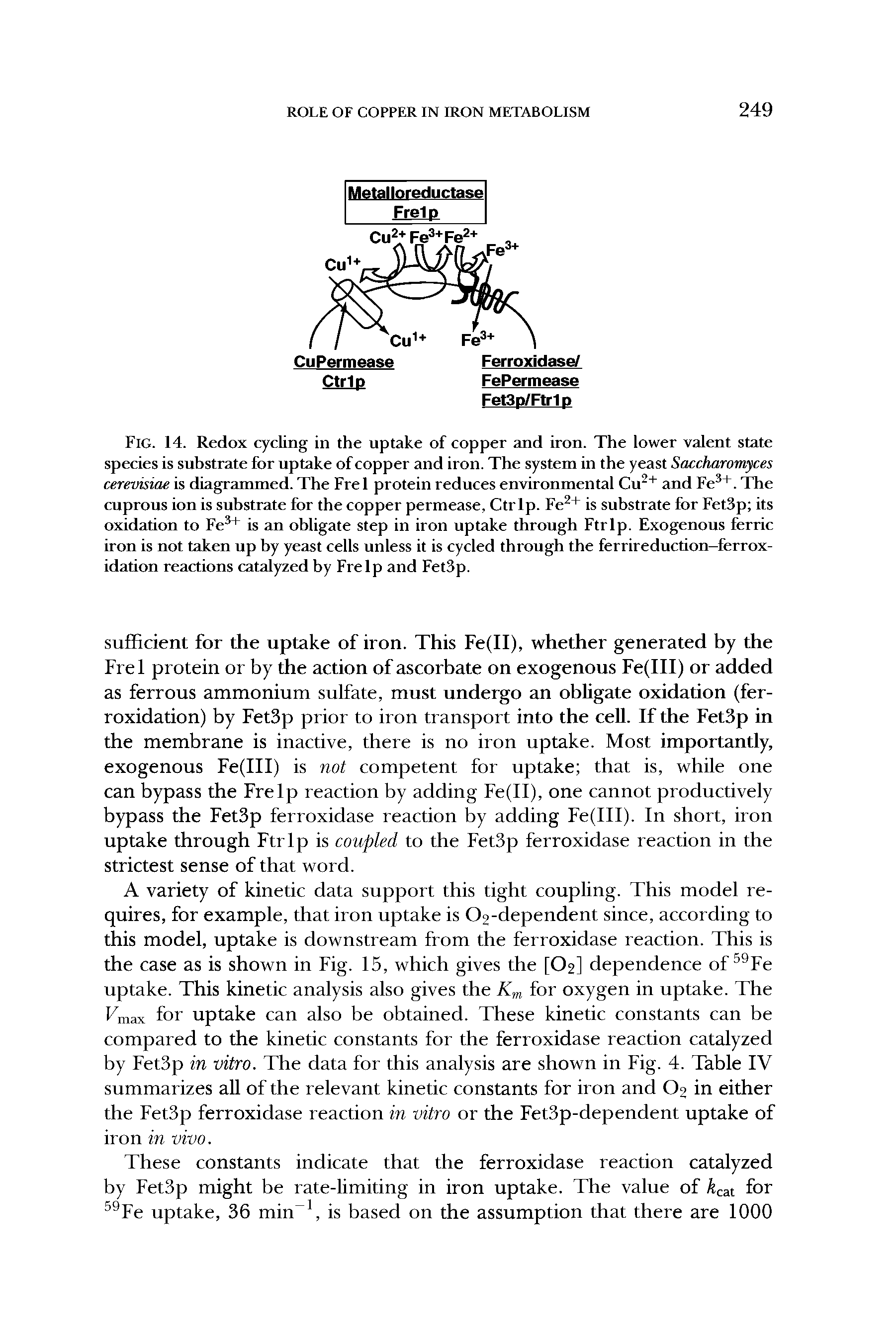 Fig. 14. Redox cycling in the uptake of copper and iron. The lower valent state species is substrate for uptake of copper and iron. The system in the yeast Saccharomyces cerevisiae is diagrammed. The Frel protein reduces environmental Cu " and Fe +. The cuprous ion is substrate for the copper permease, Ctrip. Fe + is substrate for Fet3p its oxidation to Fe + is an obligate step in iron uptake through Ftrlp. Exogenous ferric iron is not taken up by yeast cells unless it is cycled through the ferrireduction-ferrox-idation reactions catalyzed by Frelp and FetSp.