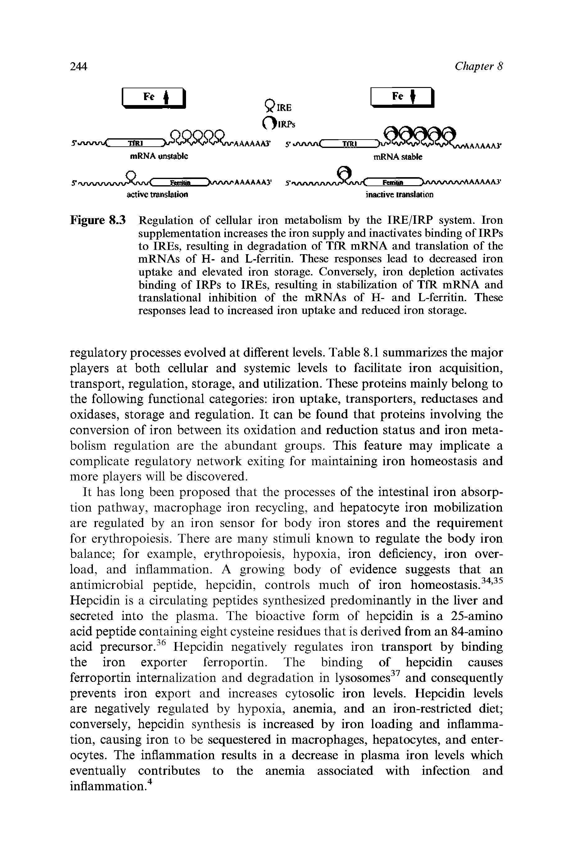 Figure 8.3 Regulation of cellular iron metabolism by the IRE/IRP system. Iron supplementation increases the iron supply and inactivates binding of IRPs to IREs, resulting in degradation of TfR mRNA and translation of the mRNAs of H- and L-ferritin. These responses lead to deereased iron uptake and elevated iron storage. Conversely, iron depletion activates binding of IRPs to IREs, resulting in stabilization of TfR mRNA and translational inhibition of the mRNAs of H- and L-ferritin. These responses lead to increased iron uptake and reduced iron storage.