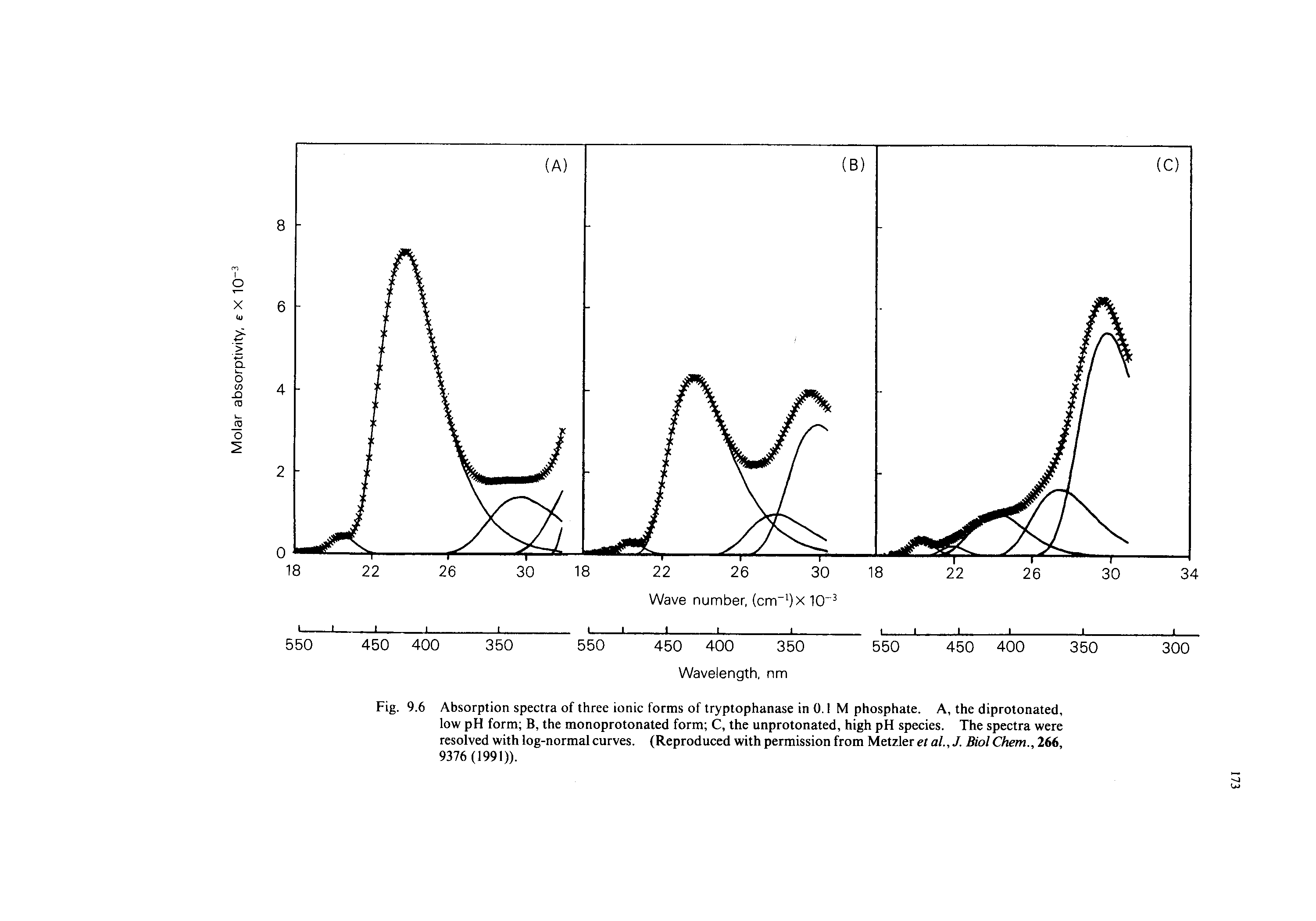 Fig. 9.6 Absorption spectra of three ionic forms of tryptophanase in 0.1 M phosphate. A, the diprotonated, low pH form B, the monoprotonated form C, the unprotonated, high pH species. The spectra were resolved with log-normal curves. (Reproduced with permission from Metzler et al.,J. Biol Chem., 266,...