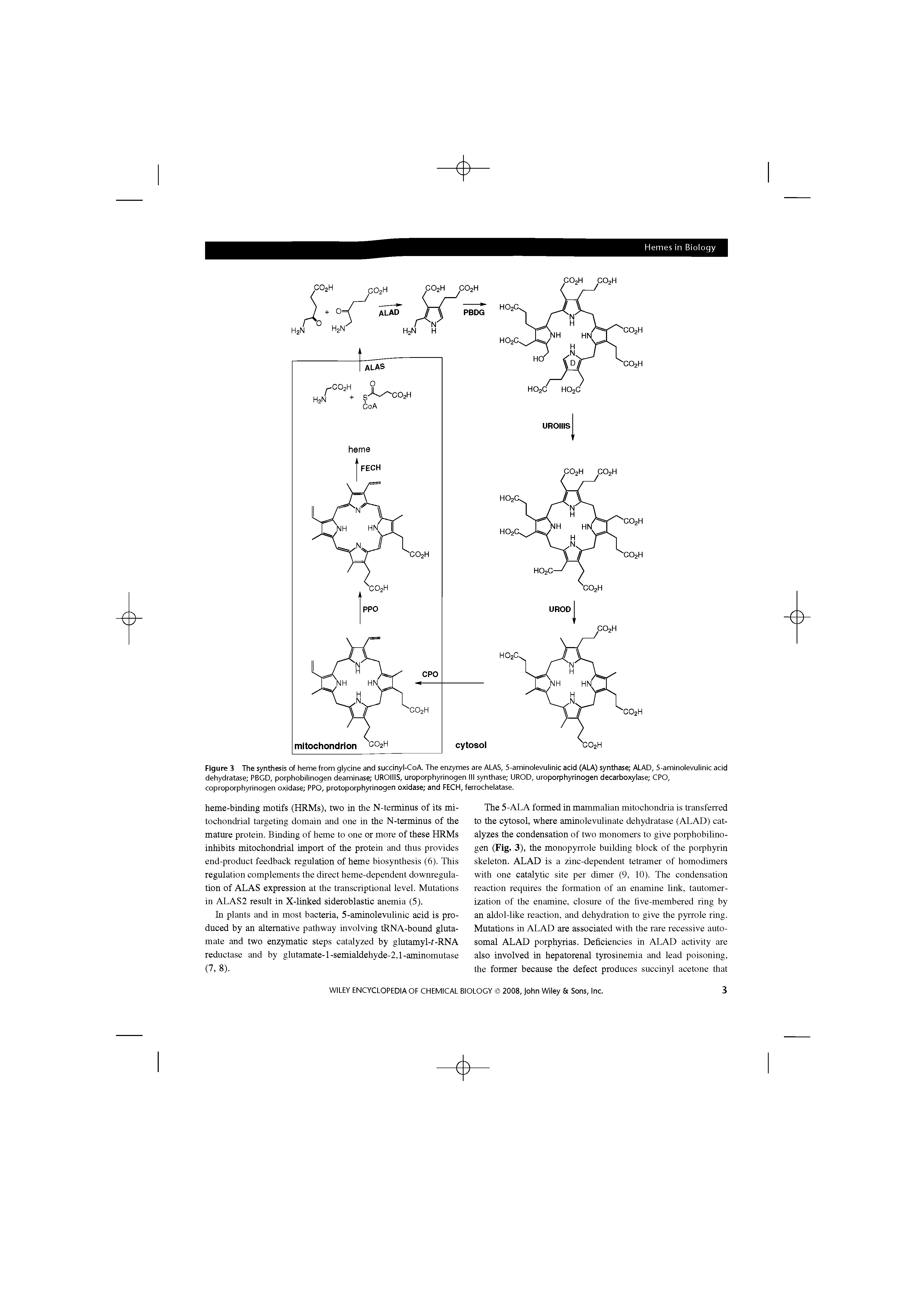 Figure 3 The synthesis of heme from glycine and sucdnyl-CoA. The enzymes are ALAS, S-aminolevulinic acid (ALA) synthase ALAD, S-aminolevulinic acid dehydratase PBGD, porphobilinogen deaminase UROIIIS, uroporphyrinogen III synthase UROD, uroporphyrinogen decarboxylase CPO, coproporphyrinogen oxidase PPO, protoporphyrinogen oxidase and FECH, ferrochelatase.