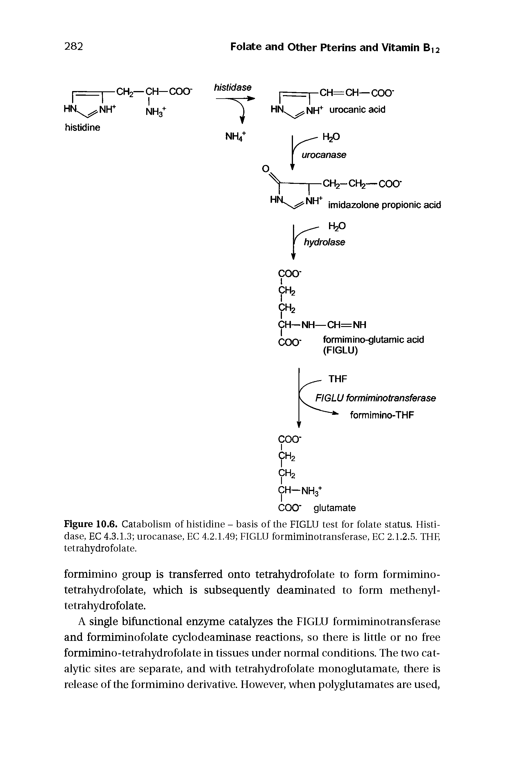 Figure 10.6. Catabolism of histidine - basis of the FIGLU test for folate status. Histidase, EC 4.3.1.3 urocanase, EC 4.2.1.49 FIGLU formiminotransferase, EC 2.1.2.5. THF, tetrahydrofolate.