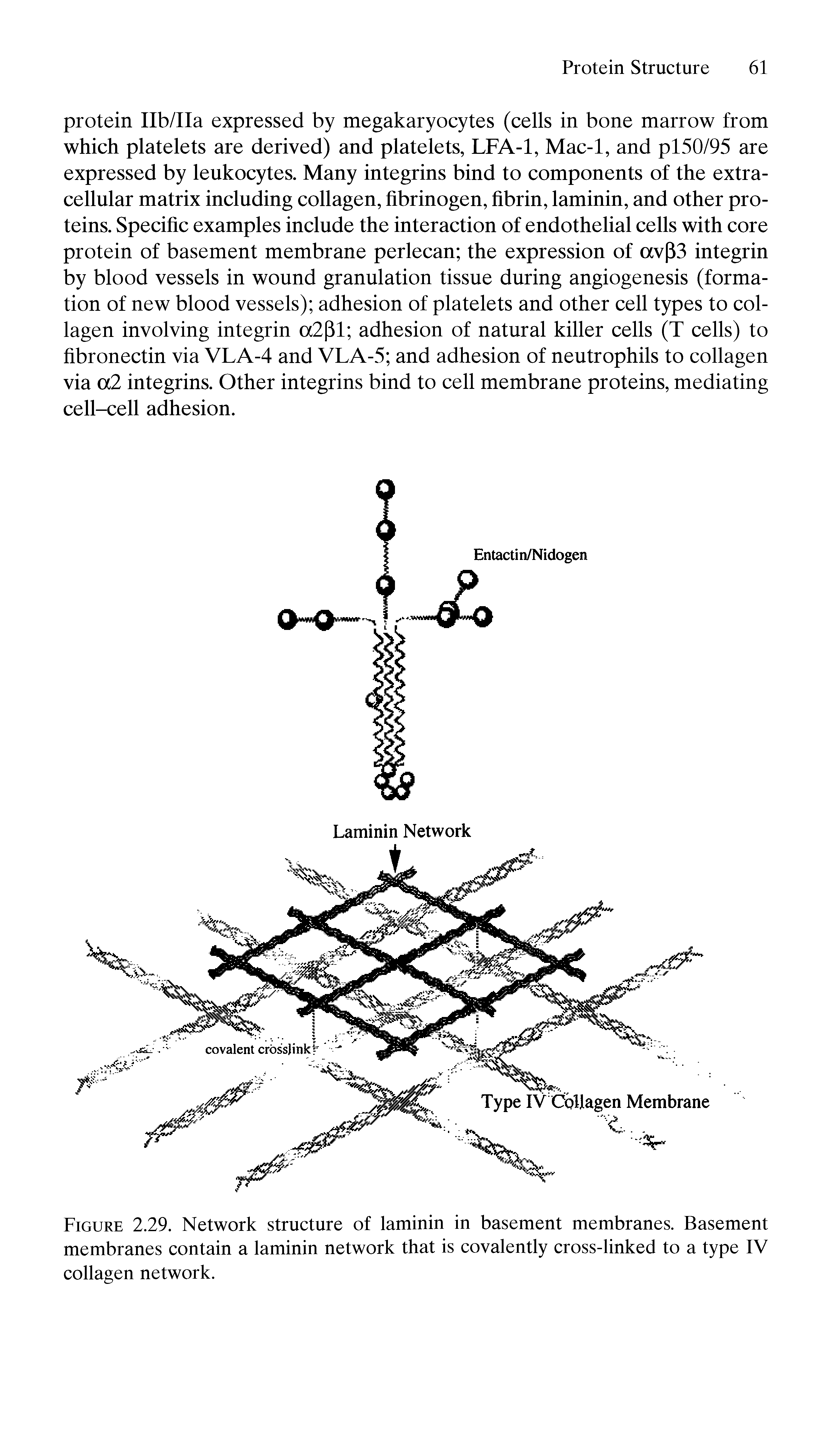 Figure 2.29. Network structure of laminin in basement membranes. Basement membranes contain a laminin network that is covalently cross-linked to a type IV collagen network.
