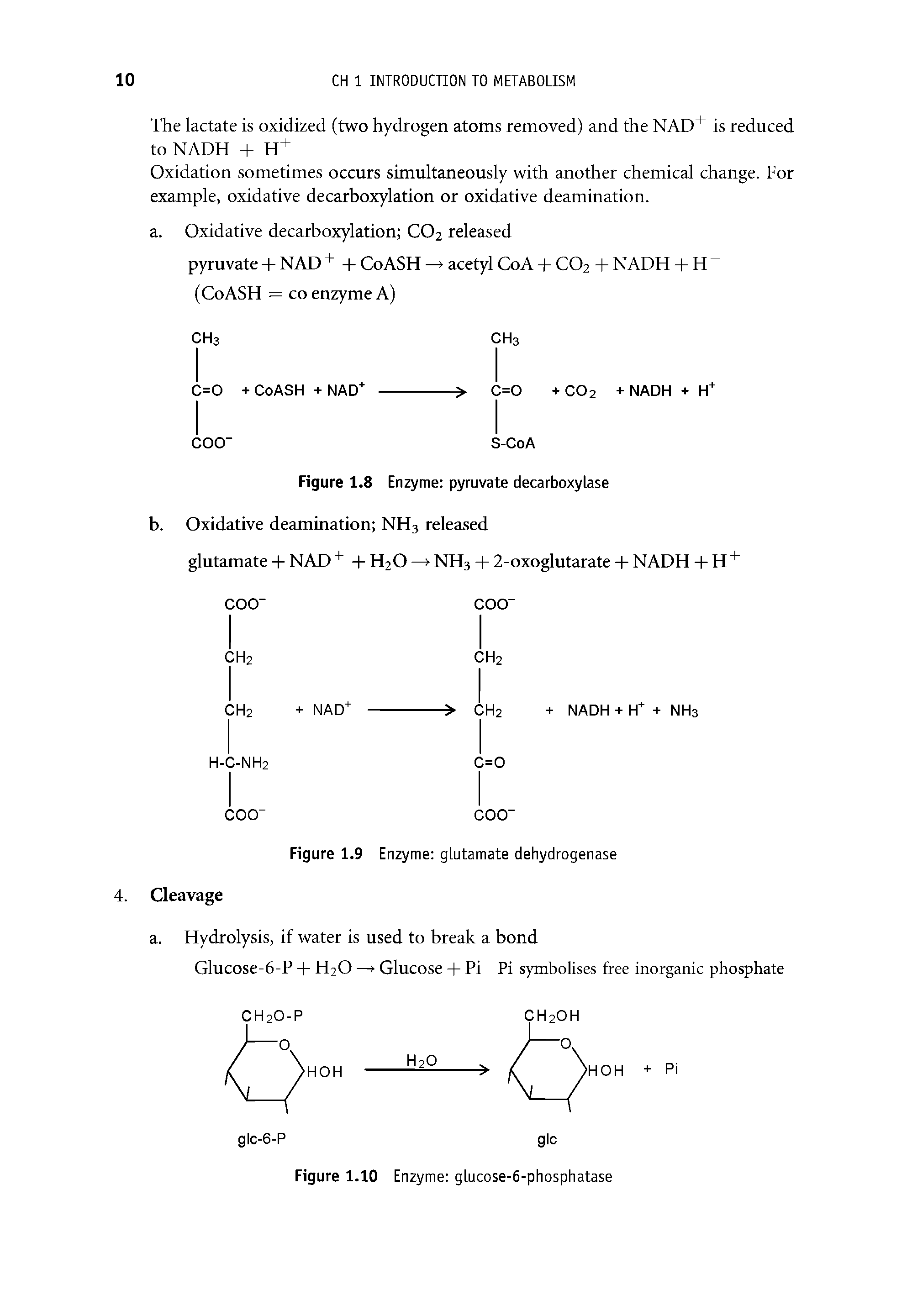 Figure 1.8 Enzyme pyruvate decarboxylase b. Oxidative deamination NH3 released...