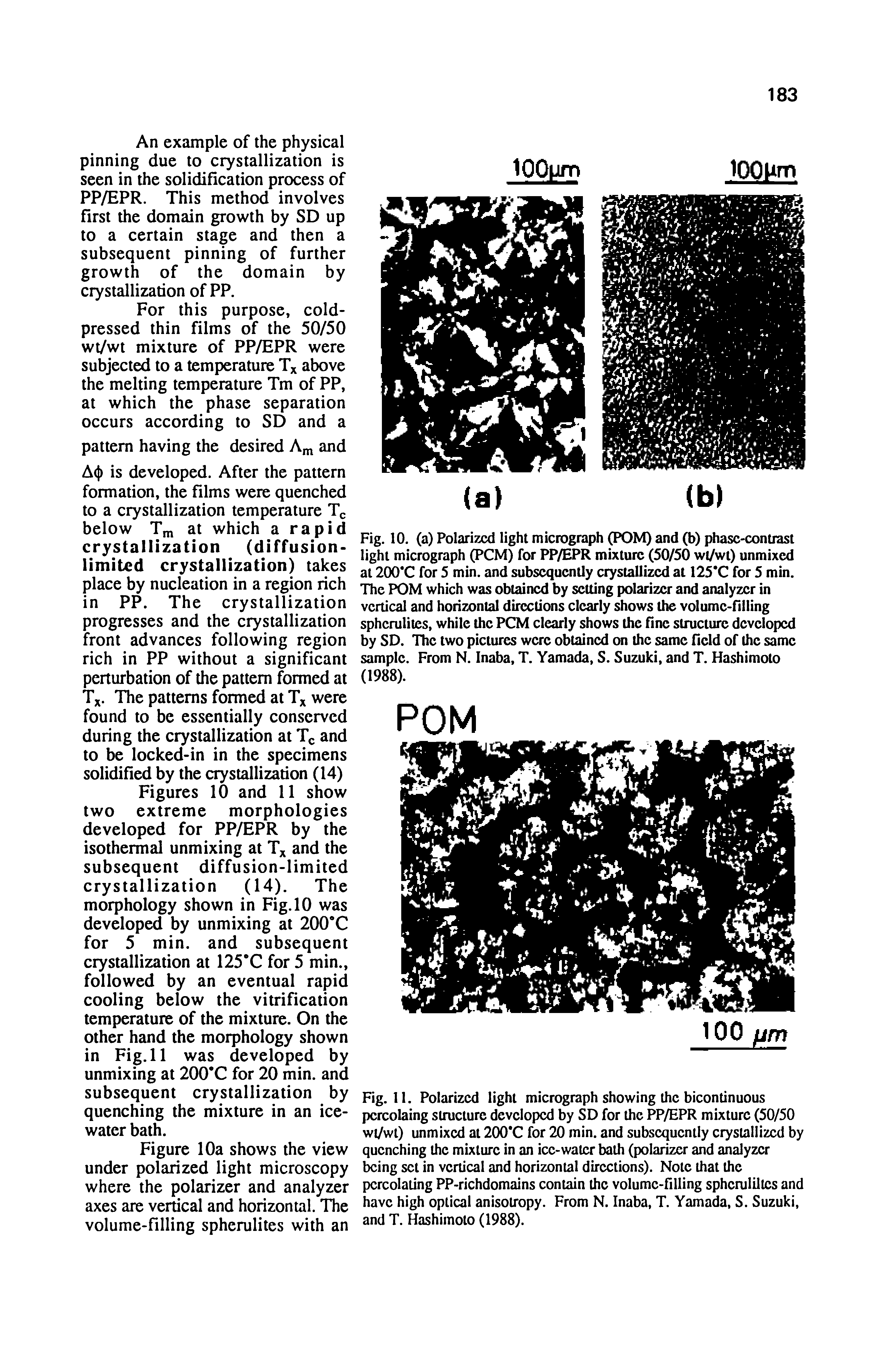 Figures 10 and 11 show two extreme morphologies developed for PP/EPR by the isothermal unmixing at Tx and the subsequent diffusion-limited crystallization (14). The morphology shown in Fig. 10 was developed by unmixing at 200 C for 5 min. and subsequent crystallization at 125 C for 5 min., followed by an eventual rapid cooling below the vitrification temperature of the mixture. On the other hand the morphology shown in Fig. 11 was developed by unmixing at 200 C for 20 min. and subsequent crystallization by quenching the mixture in an ice-water bath.