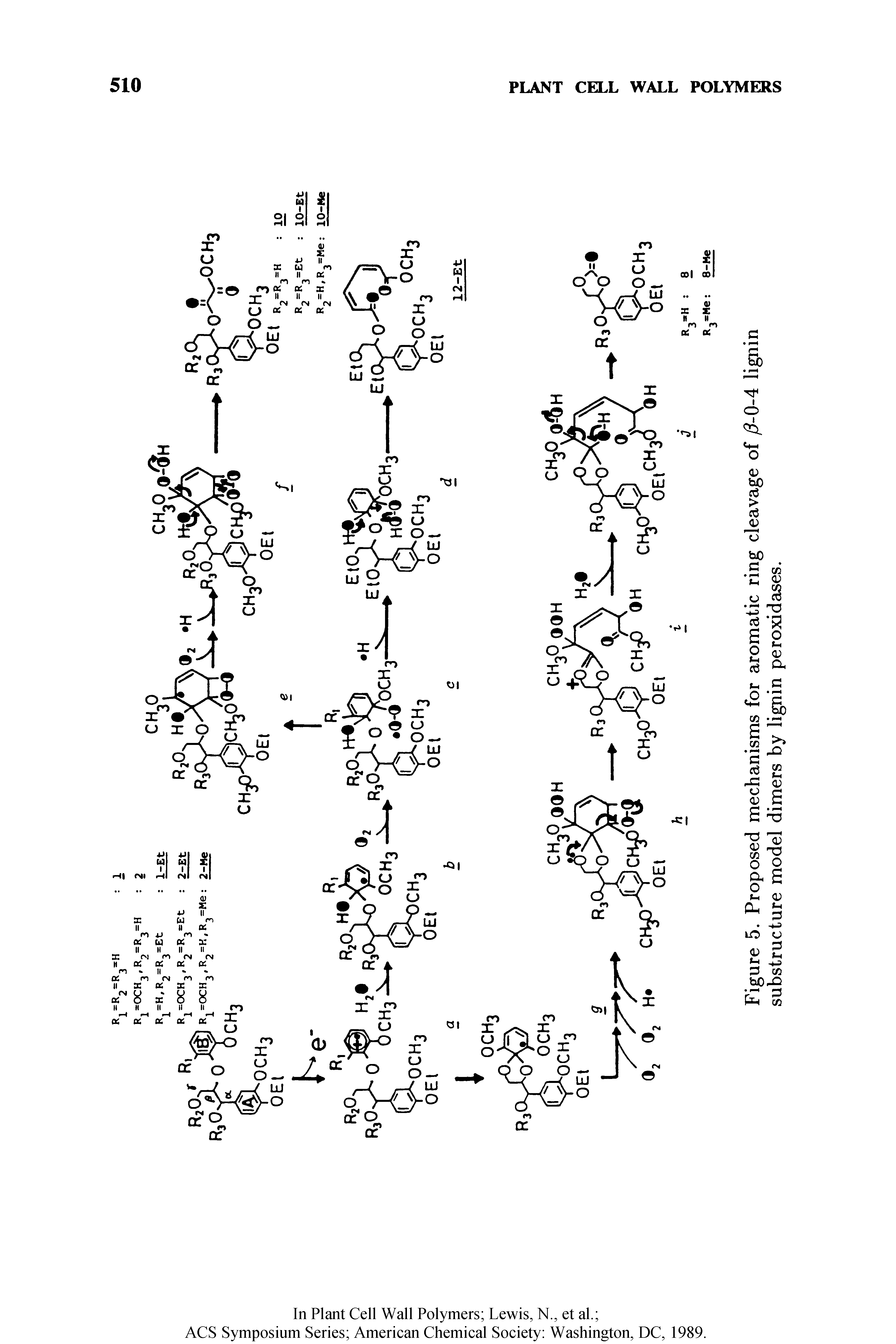 Figure 5. Proposed mechanisms for aromatic rin, substructure model dimers by lignin peroxidases.