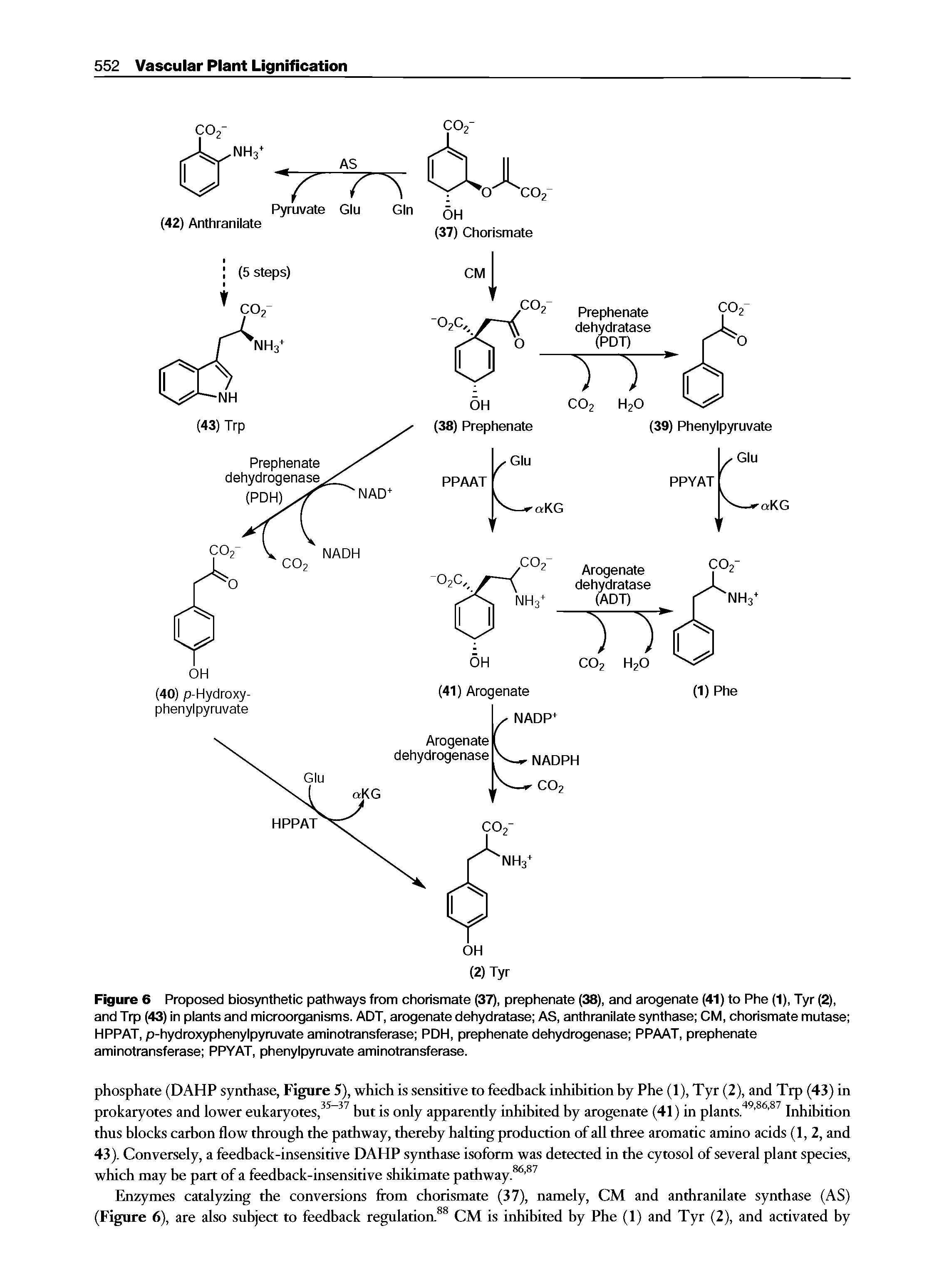 Figure 6 Proposed biosynthetic pathways from chorismate (37), prephenate (38), and arogenate (41) to Phe (1), Tyr (2), and Trp (43) in plants and microorganisms. ADT, arogenate dehydratase AS, anthranilate synthase CM, chorismate mutase HPPAT, p-hydroxyphenylpyruvate aminotransferase PDH, prephenate dehydrogenase PPAAT, prephenate aminotransferase PPYAT, phenylpyruvate aminotransferase.