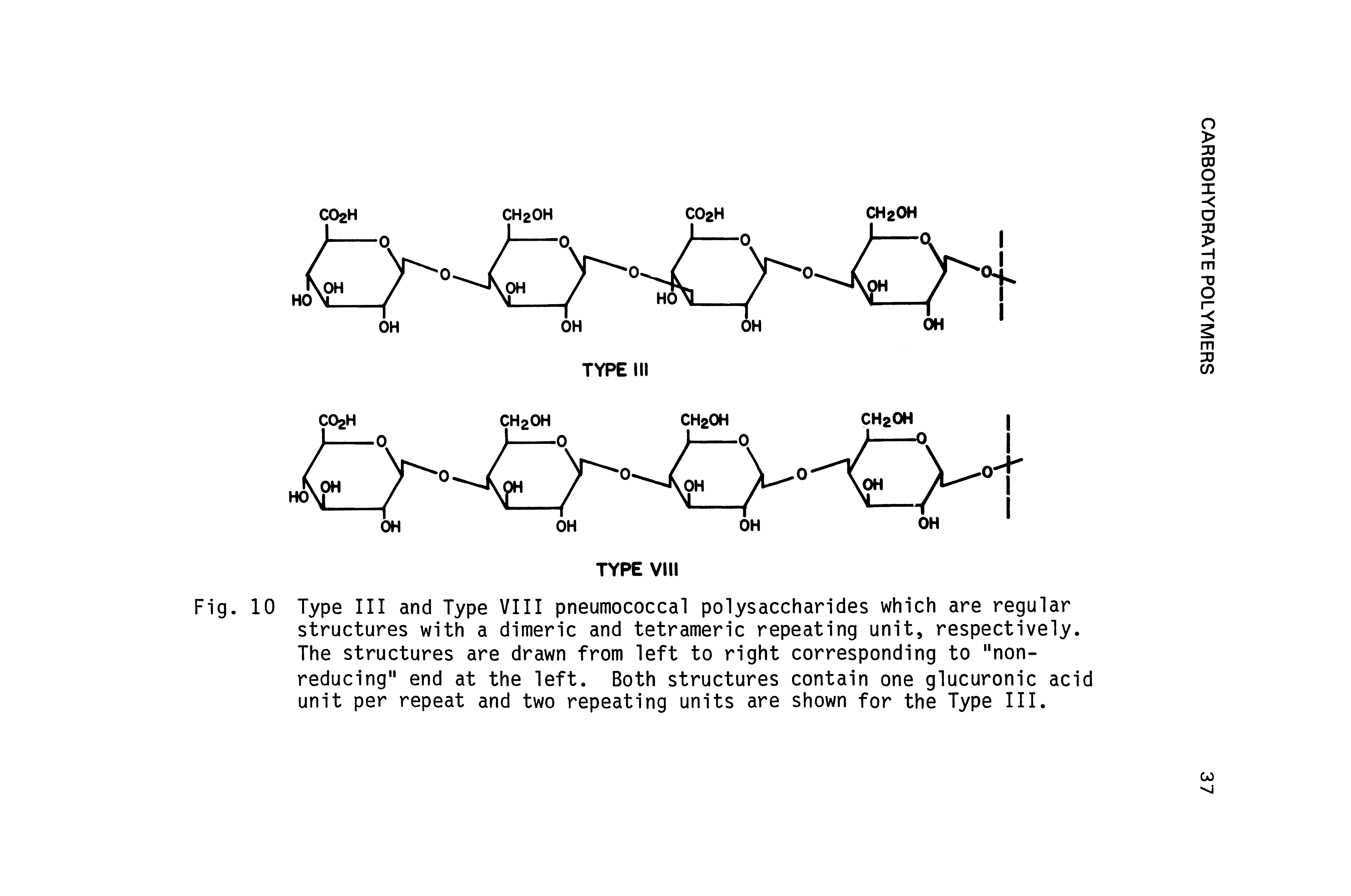 Fig. 10 Type III and Type VIII pneumococcal polysaccharides which are regular structures with a dimeric and tetrameric repeating unit, respectively. The structures are drawn from left to right corresponding to "nonreducing" end at the left. Both structures contain one glucuronic acid unit per repeat and two repeating units are shown for the Type III.