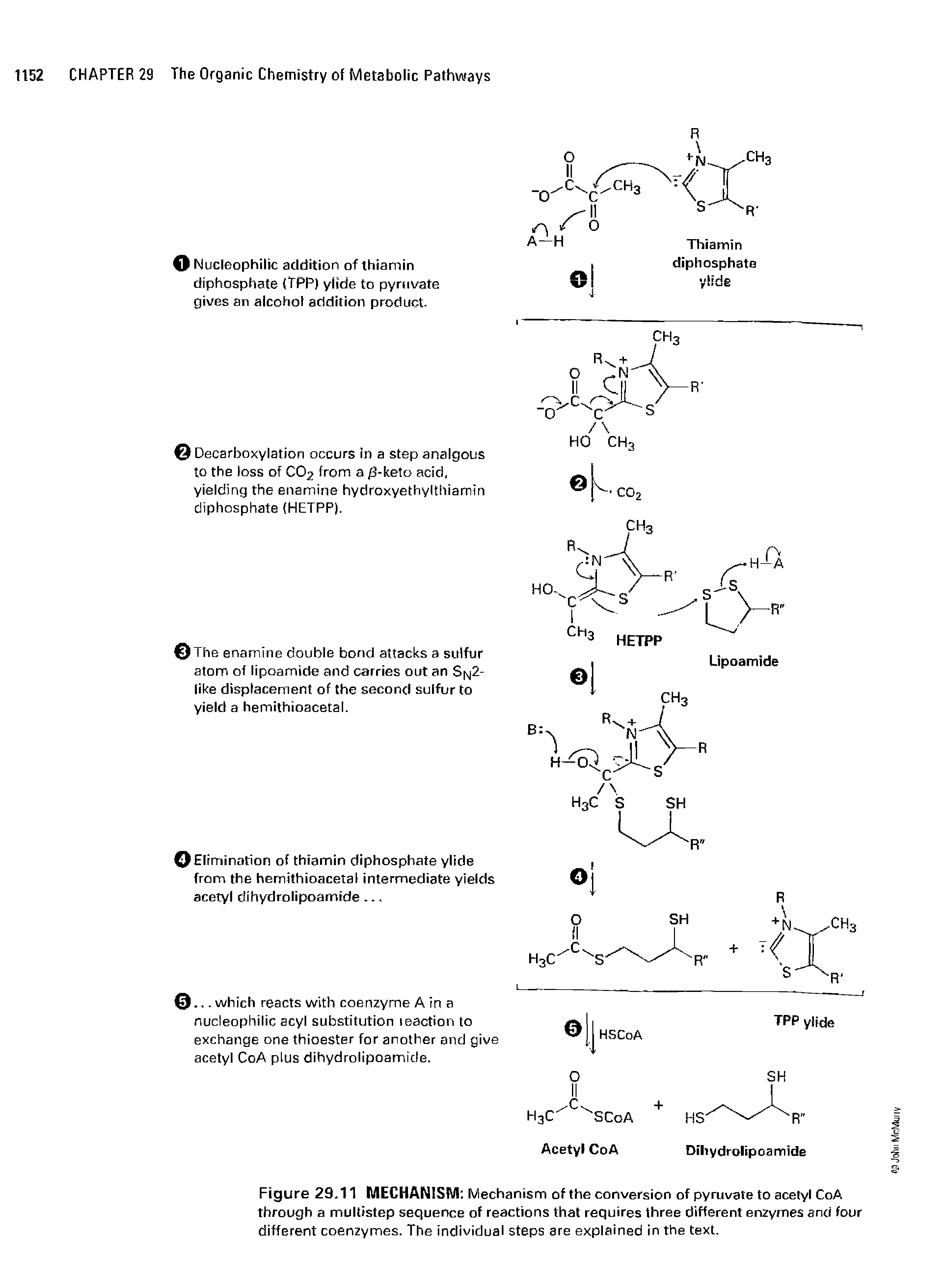 Figure 29.11 MECHANISM Mechanism of the conversion of pyruvate to acetyl CoA through a multistep sequence of reactions that requires three different enzymes and four different coenzymes. The individual steps are explained in the text.