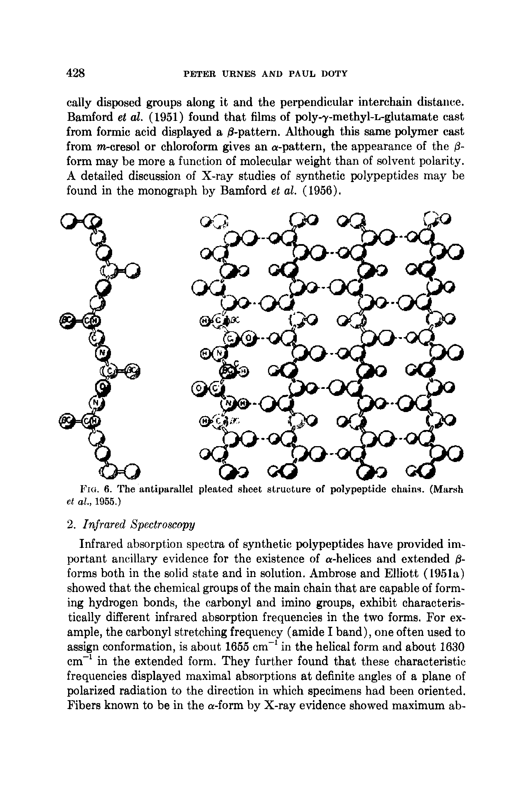 Fig. 6. The antiparallel pleated sheet structure of polypeptide chains. (Marsh et al, 1955.)...