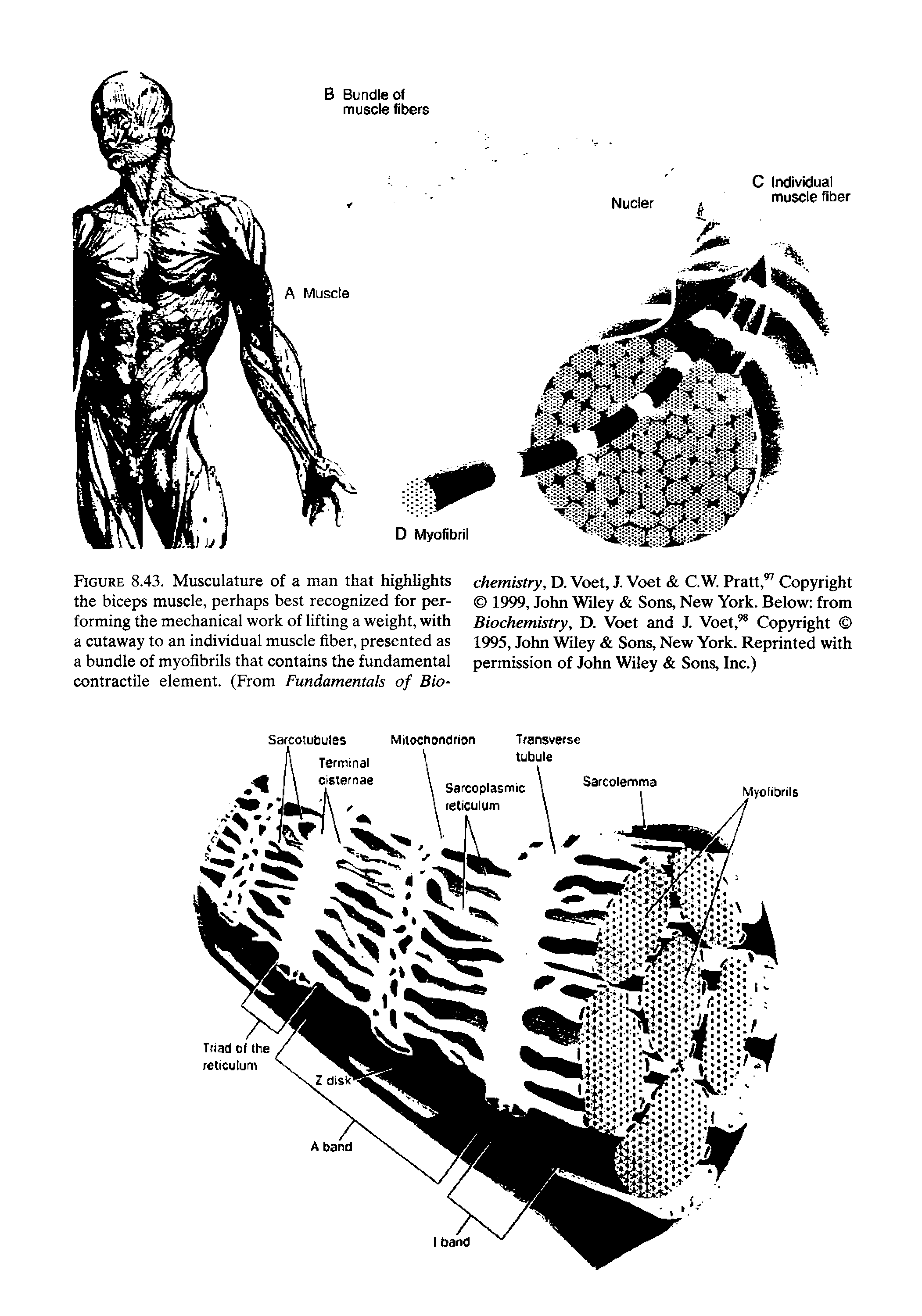 Figure 8.43. Musculature of a man that highlights the biceps muscle, perhaps best recognized for performing the mechanical work of lifting a weight, with a cutaway to an individual muscle fiber, presented as a bundle of myofibrils that contains the fundamental contractile element. (From Fundamentals of Bio-...