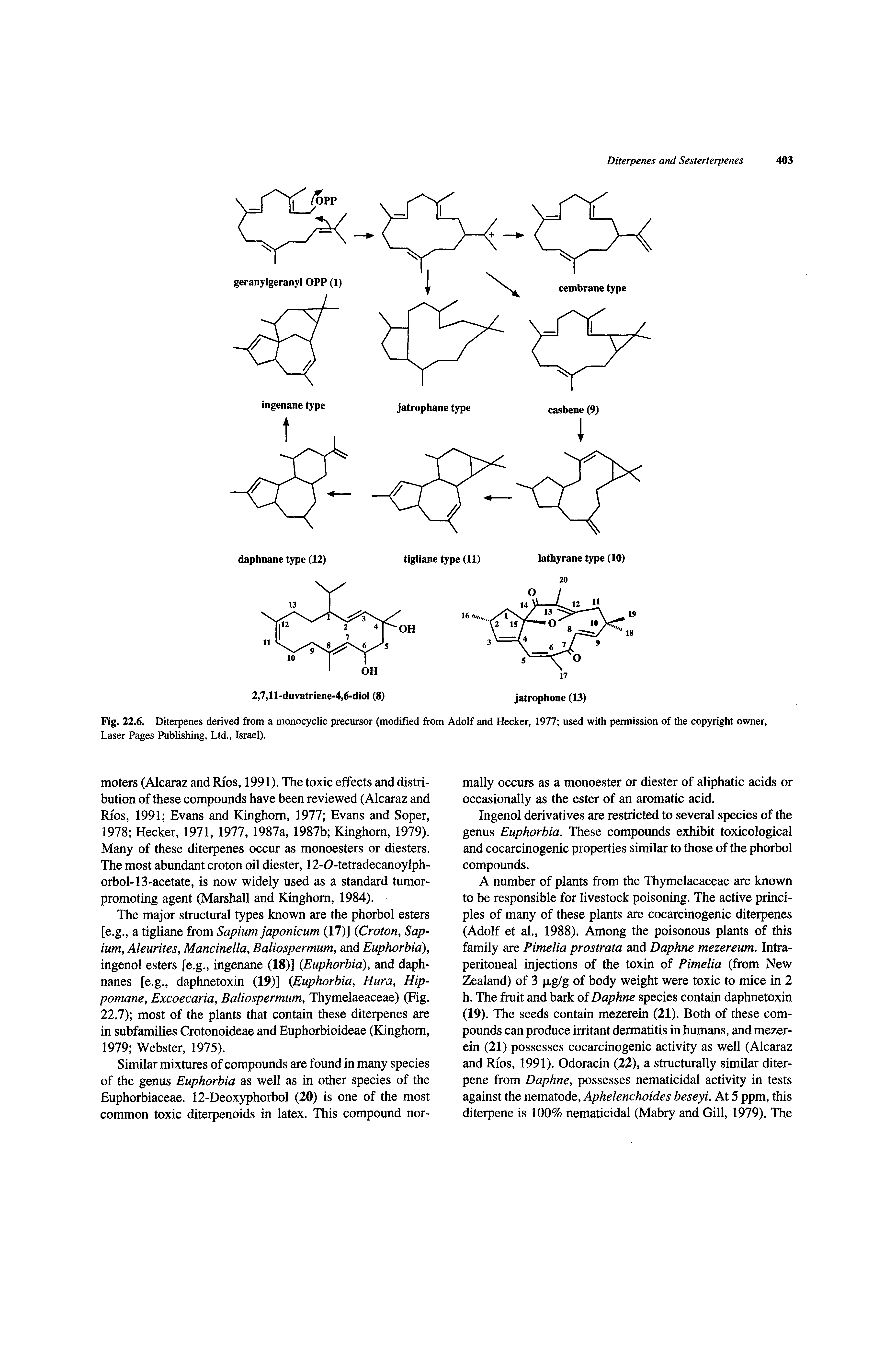 Fig. 22.6. Diterpenes derived from a monocyclic precursor (modified from Adolf and Hecker, 1977 used with permission of the copyright owner. Laser Pages Publishing, Ltd., Israel).