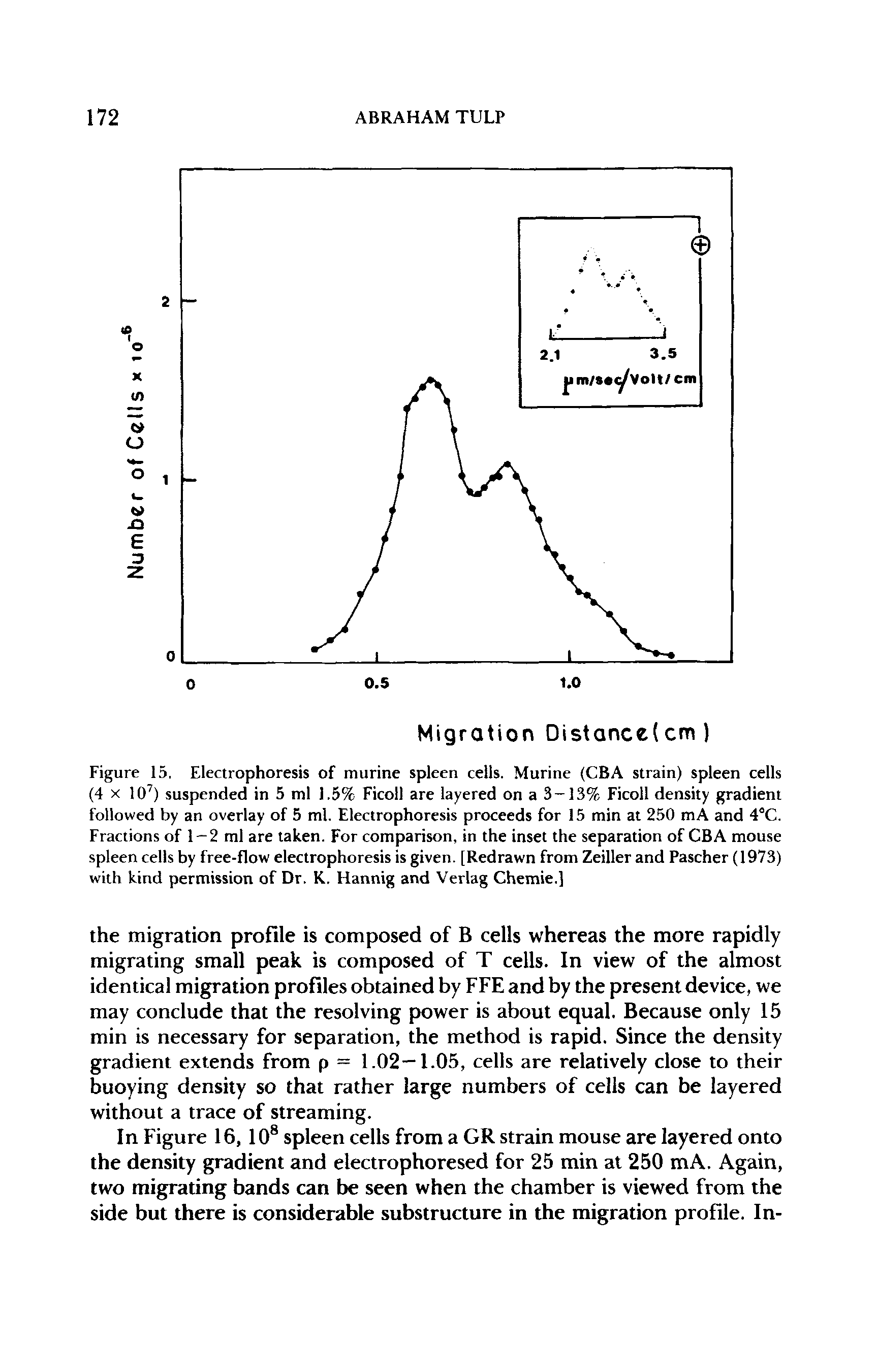 Figure 15. Electrophoresis of murine spleen cells. Murine (CBA strain) spleen cells (4 x 107) suspended in 5 ml 1.5% Ficoll are layered on a 3-13% Ficoll density gradient followed by an overlay of 5 ml. Electrophoresis proceeds for 15 min at 250 mA and 4°C. Fractions of 1-2 ml are taken. For comparison, in the inset the separation of CBA mouse spleen cells by free-flow electrophoresis is given. [Redrawn from Zeiller and Pascher (1973) with kind permission of Dr. K. Hannig and Verlag Chemie.]...